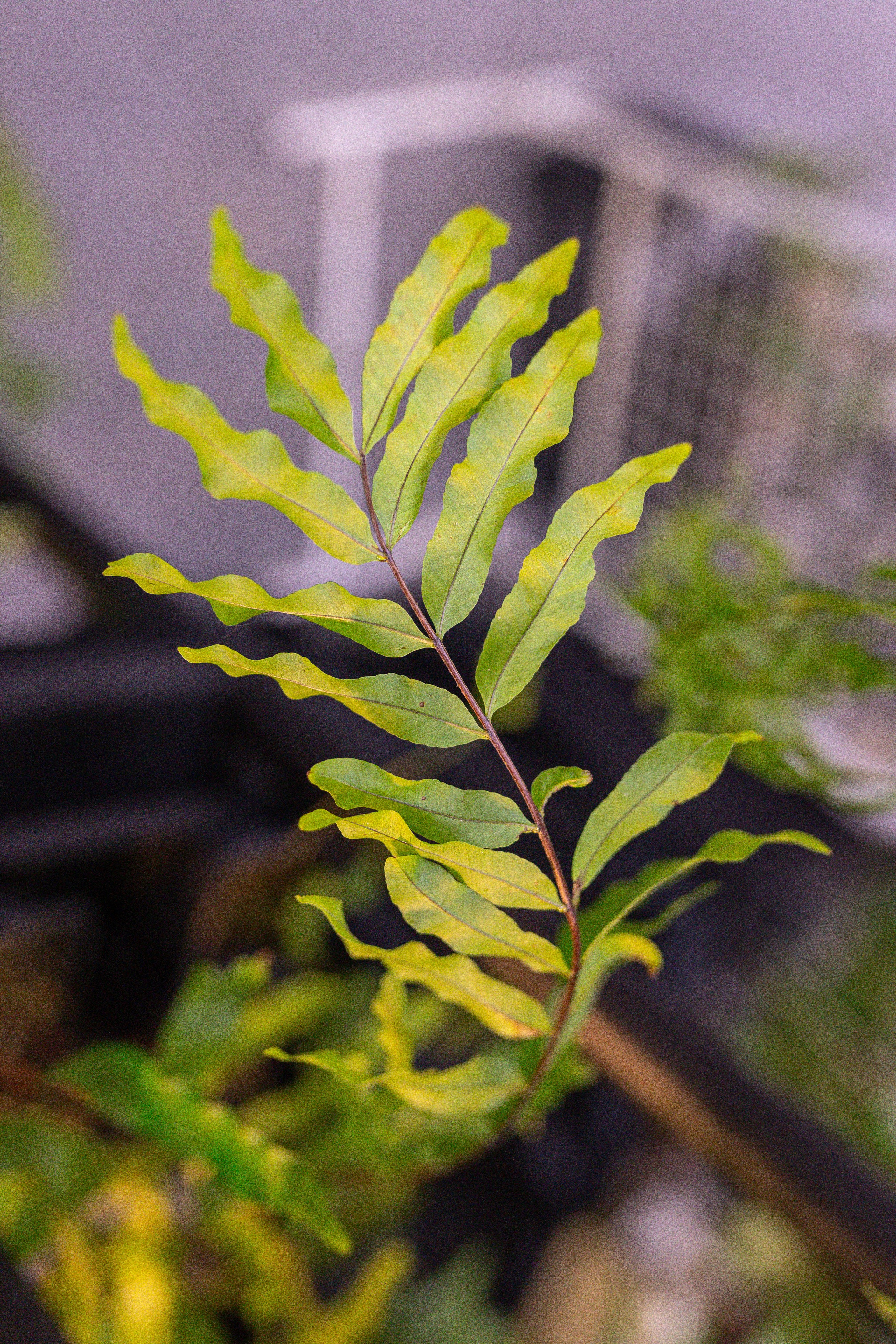 Монстериум 11–12 октября. Александра Куликова фотограф, Москва