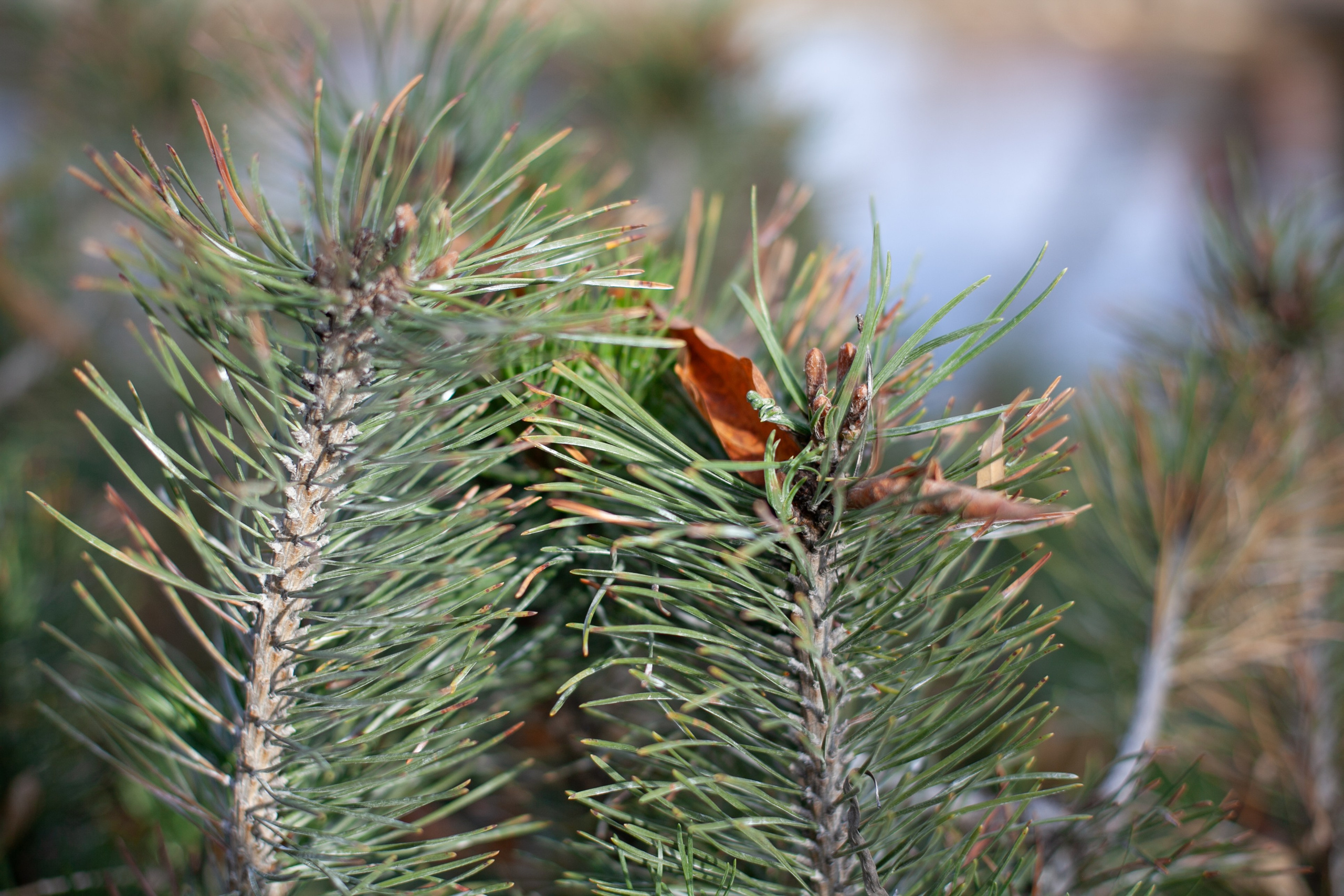 Сады Мечты. Контент для сайта. Фотограф Дарья Локотко в Красноярске