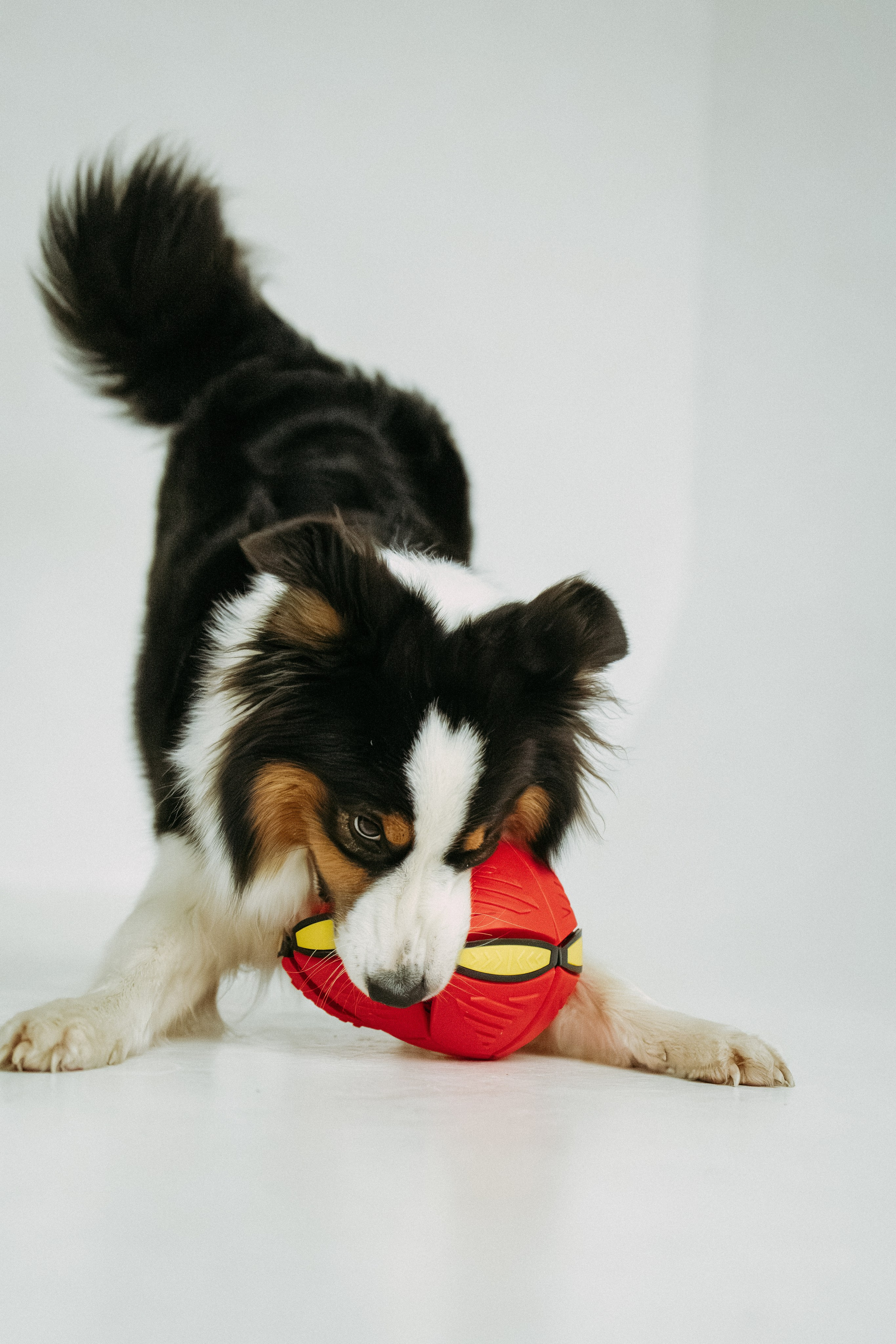 Мячи-попрыгуны. Фотораф — анималист Мария Шистка