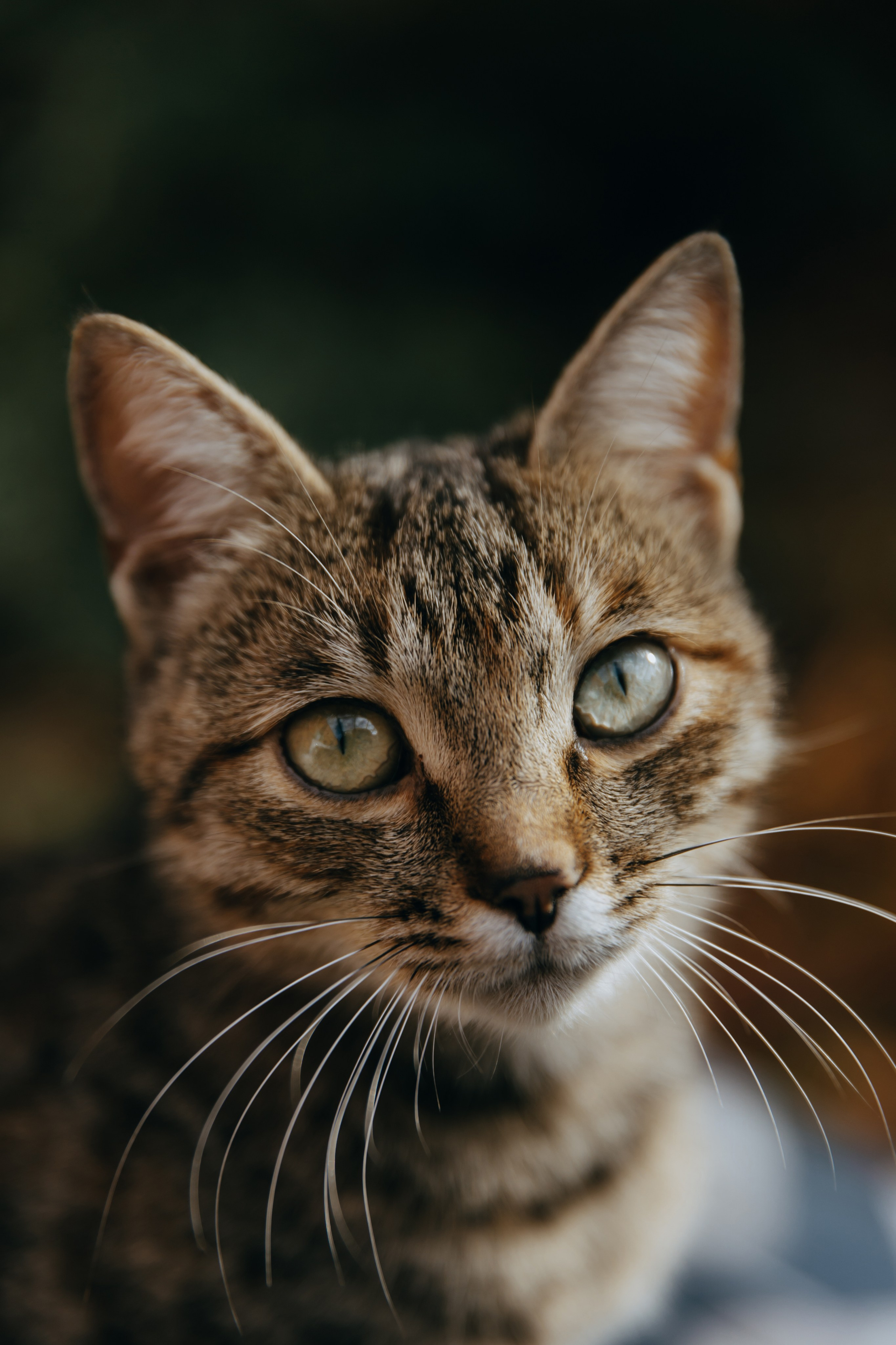 12.10.25. Фотограф в Белгороде Анастасия Веленгурская