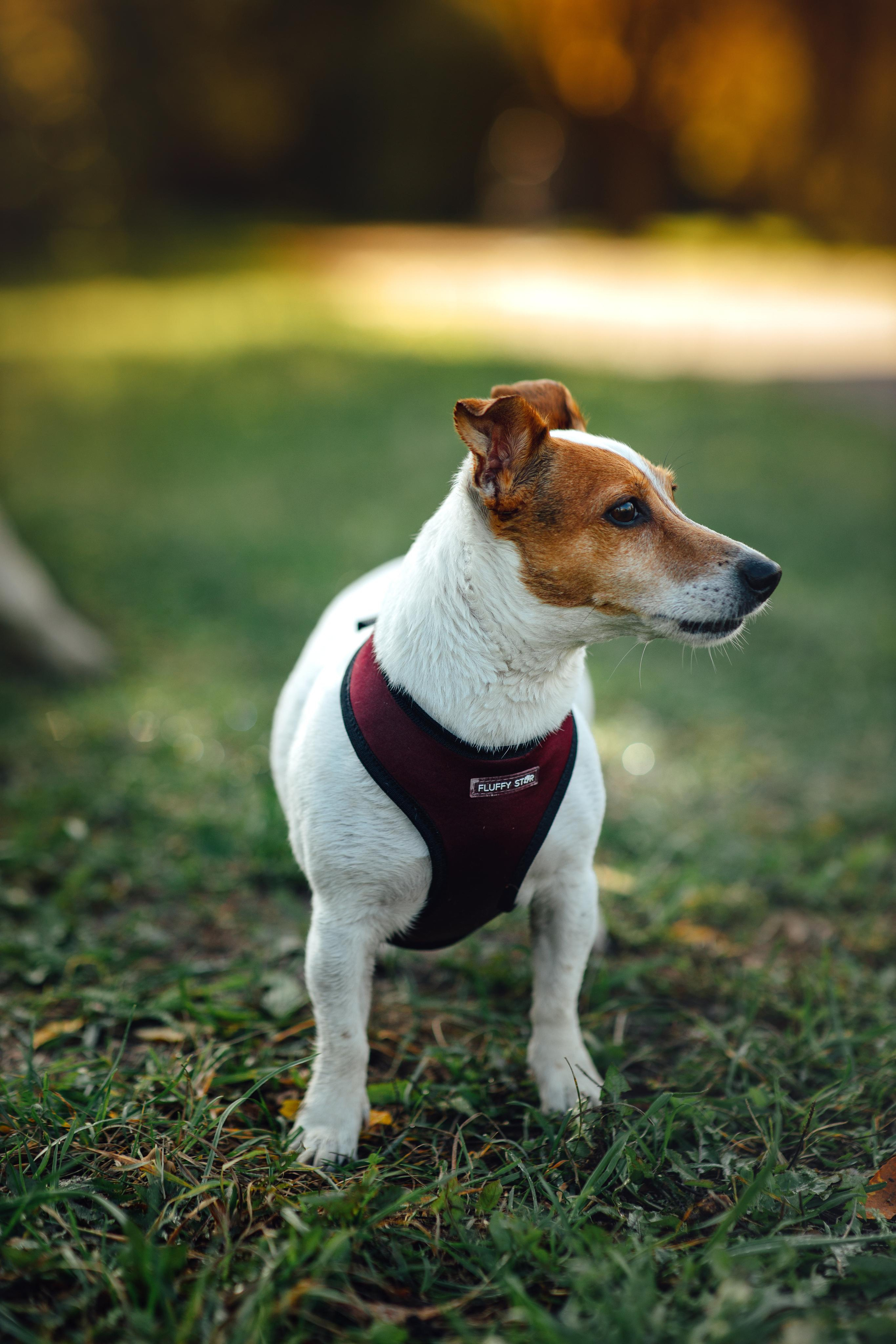 С любимой собакой, для себя