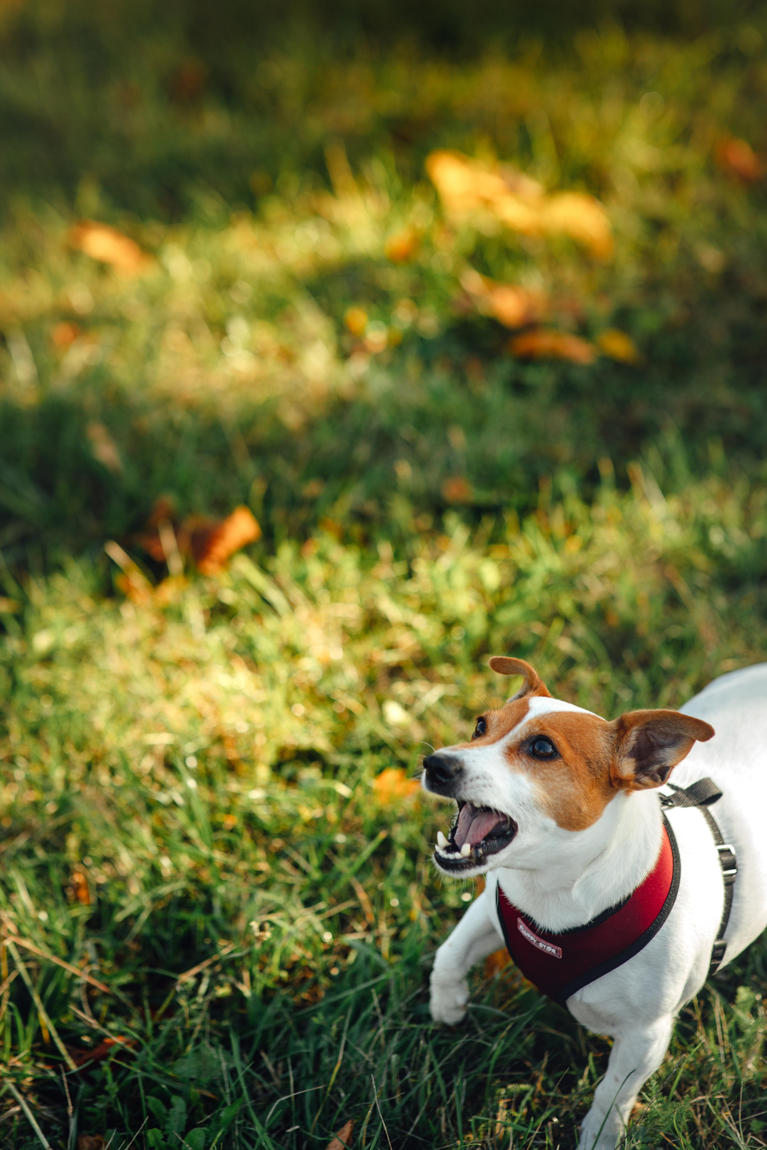 С любимой собакой, для себя