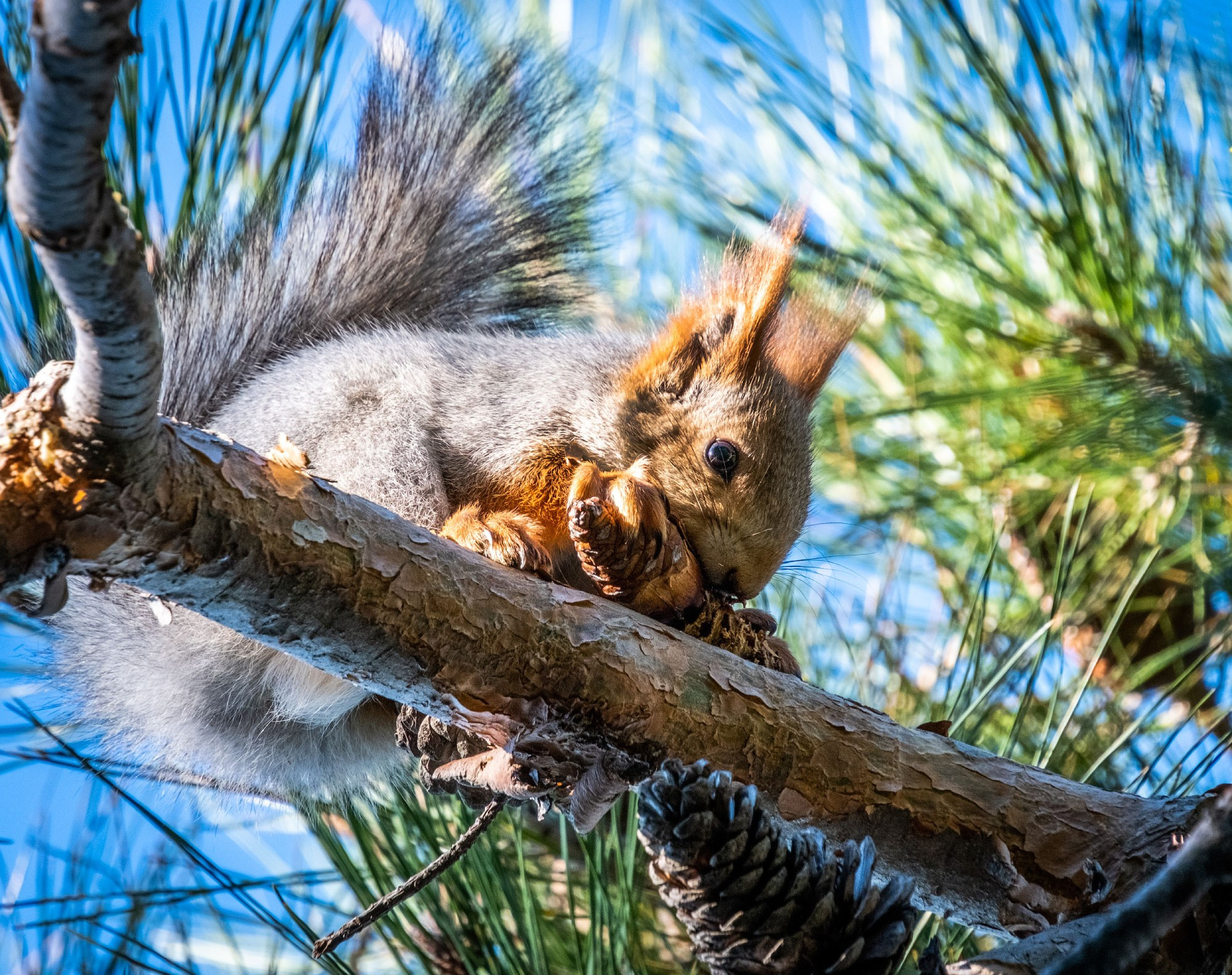 Свадебный фотограф в Геленджике