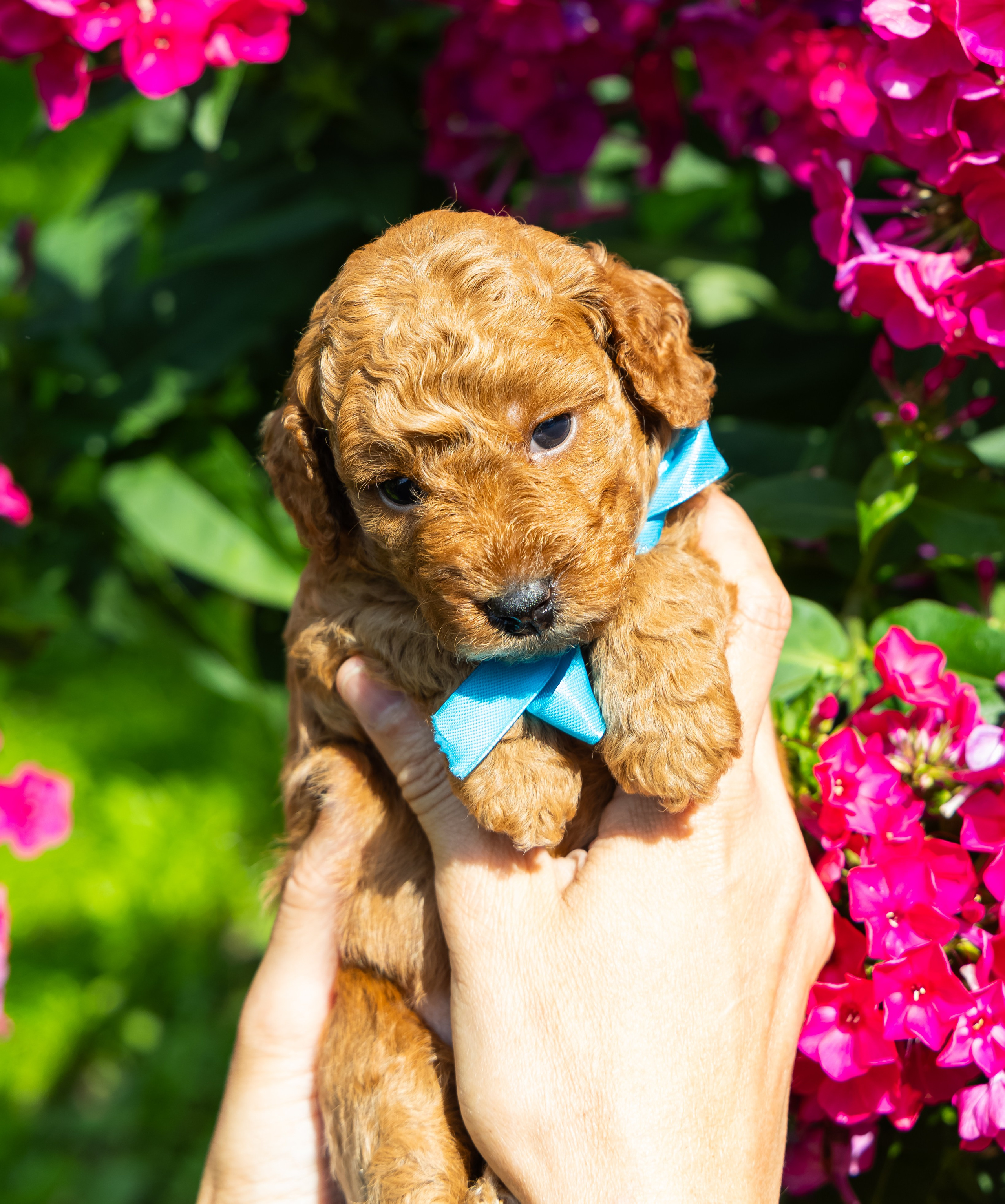 С животными. Фотограф-ретушёр