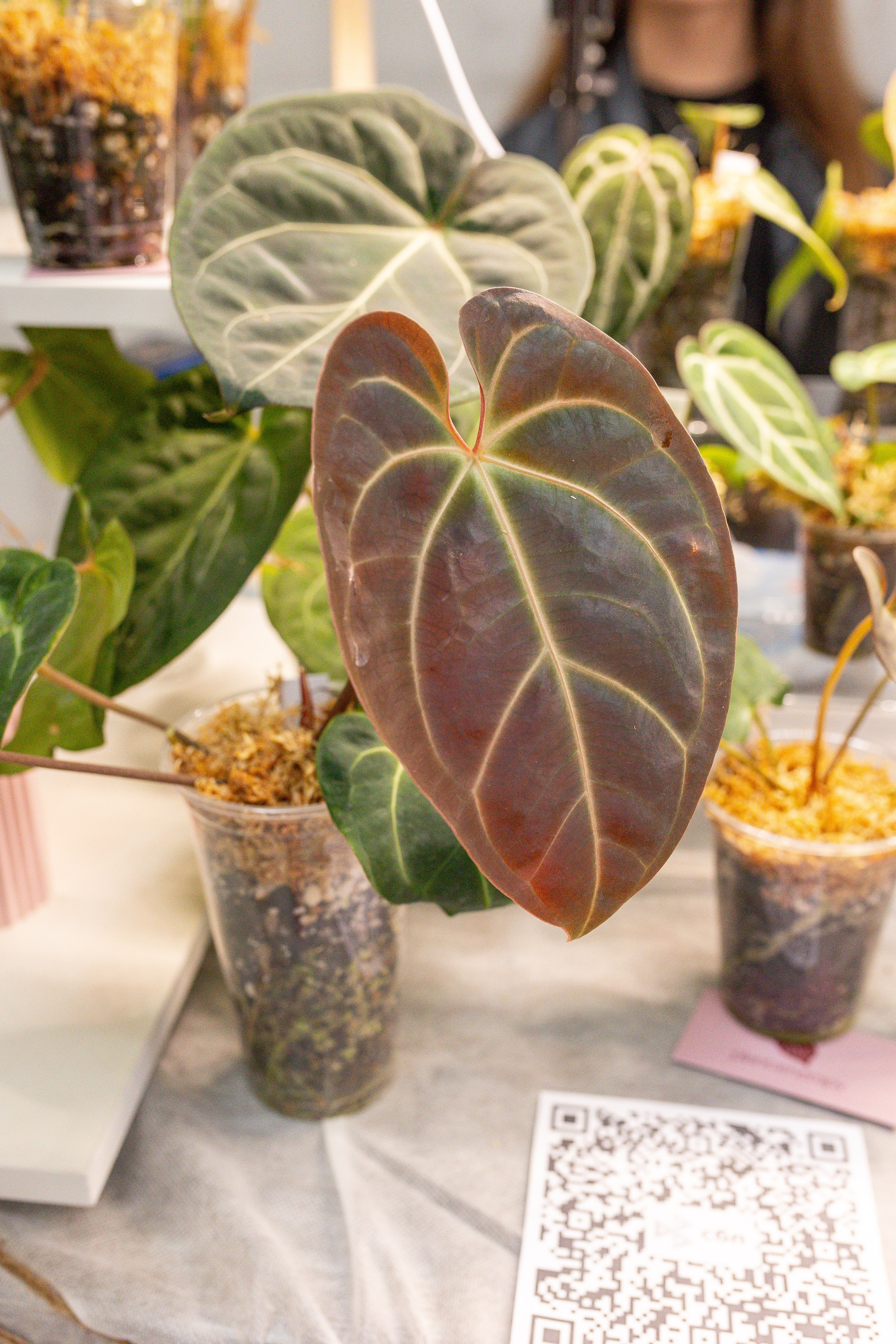 Green rare июнь 2025. Александра Куликова фотограф, Москва