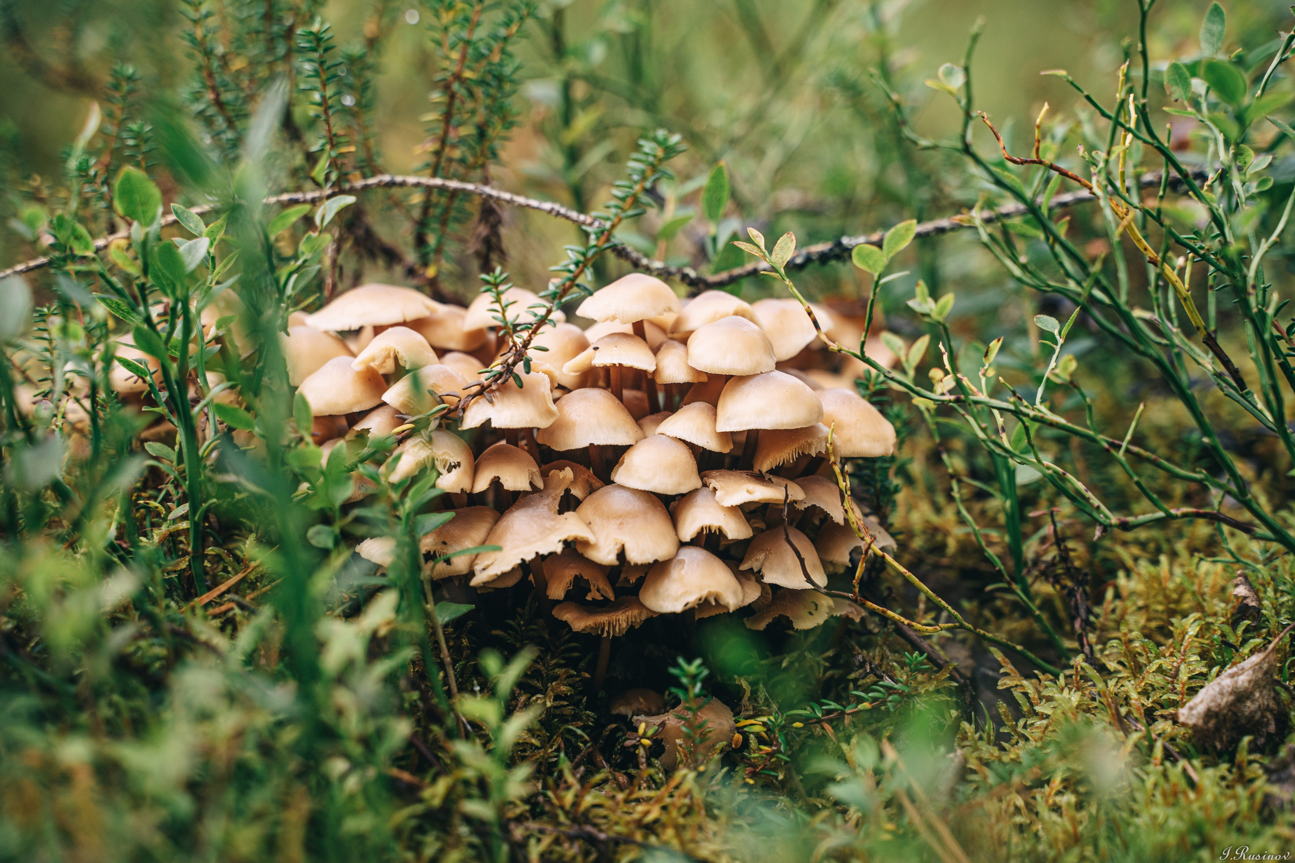 ХИБИНЫ 2021 г. Event фотограф Степанова Александра