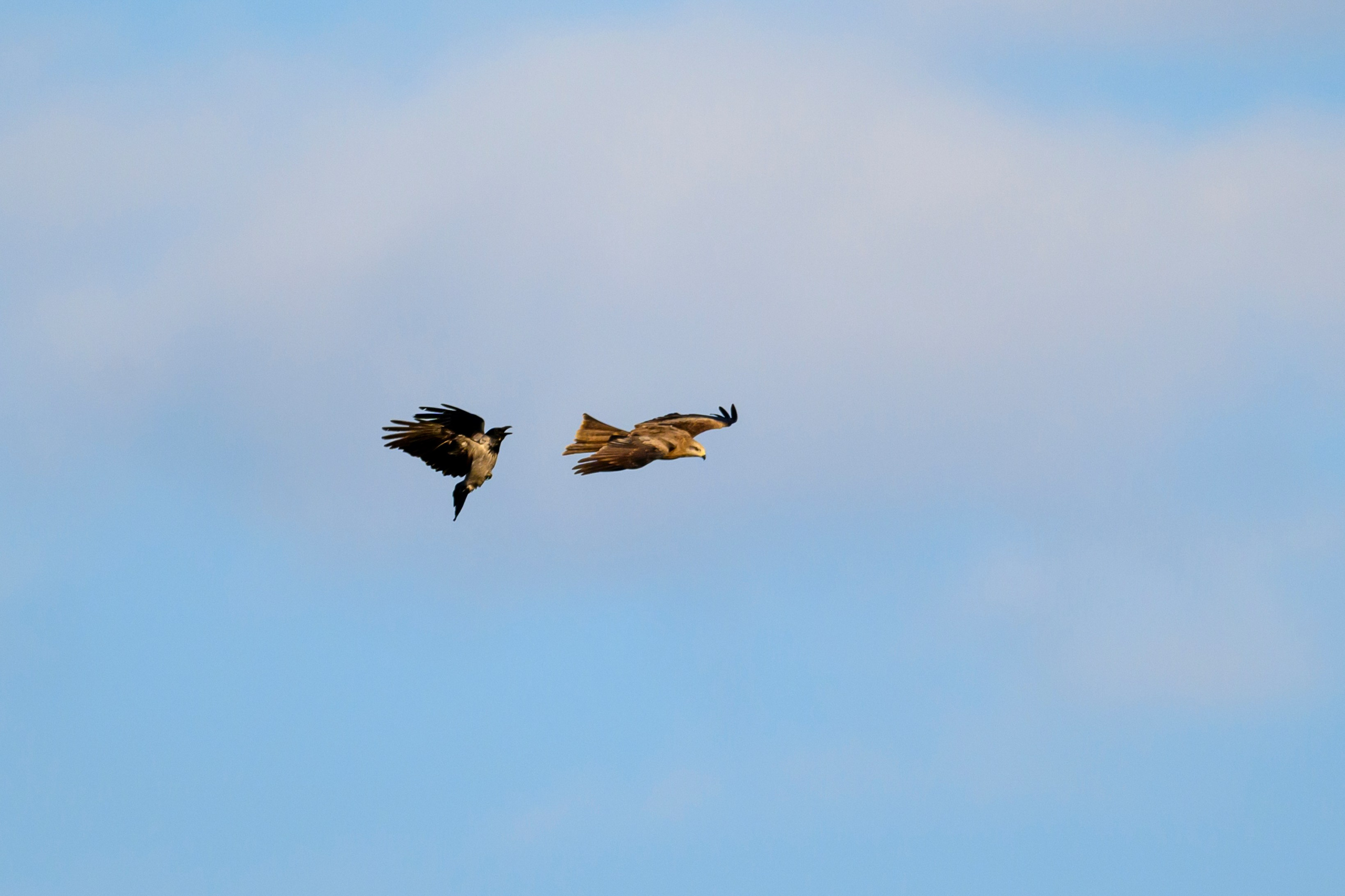 Вороны отжали рыбу у коршуна. Wildlife photography by Sergey Puponin