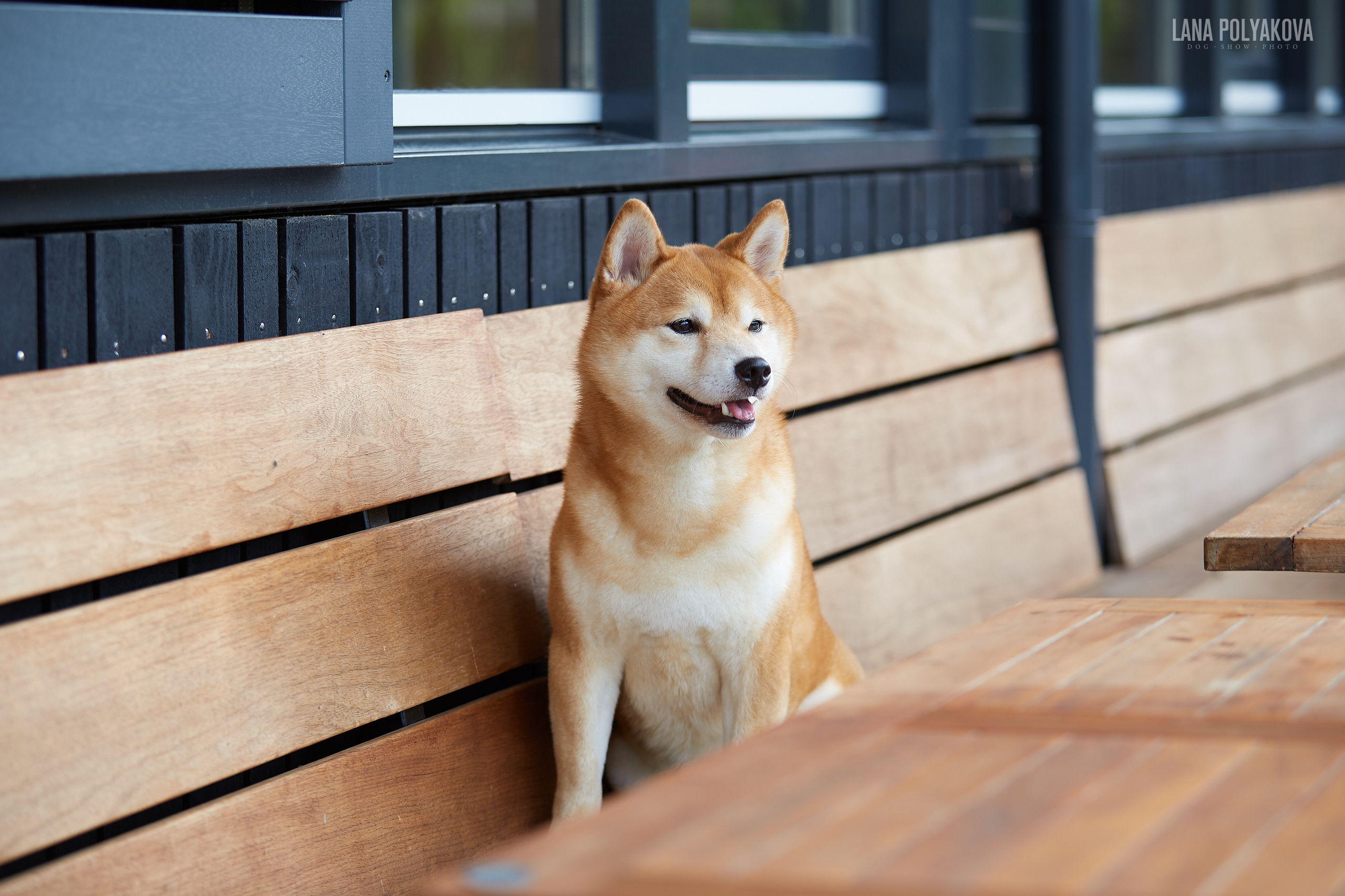 Фото на WDS 2018
Сиба-ину
Shibainu