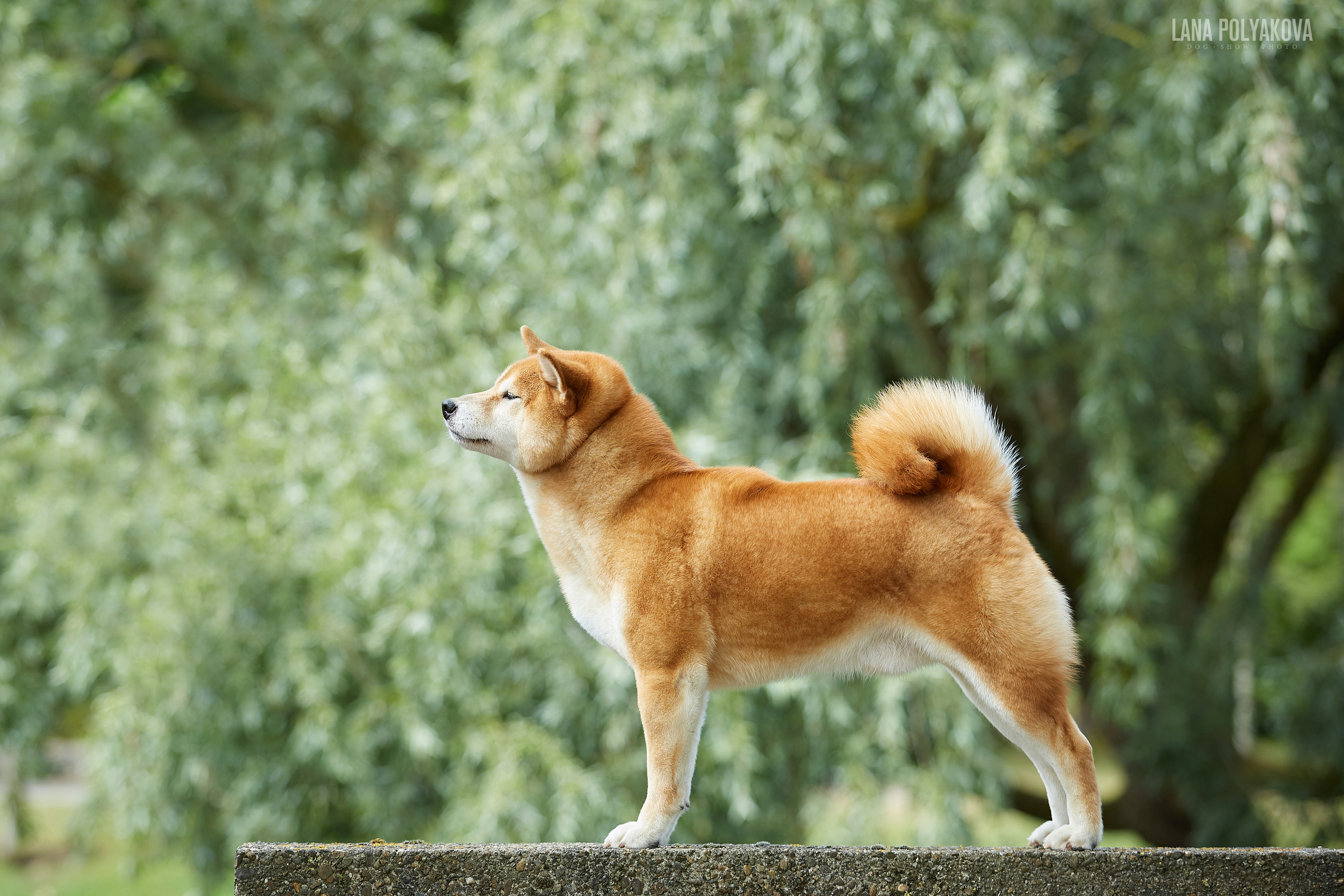 Фото на WDS 2018
Сиба-ину
Shibainu