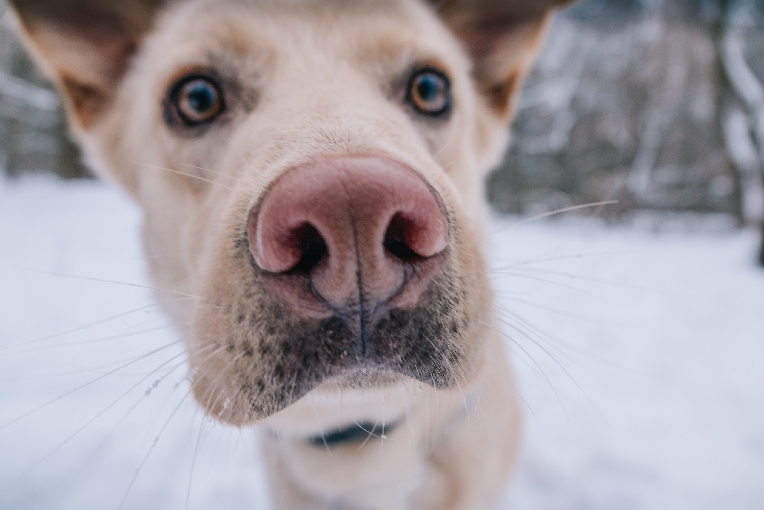 Мокрые носы: Булка, Черни и Марк💔 #ищудом. Фотограф-анималист в Москве Юлия Лайхо