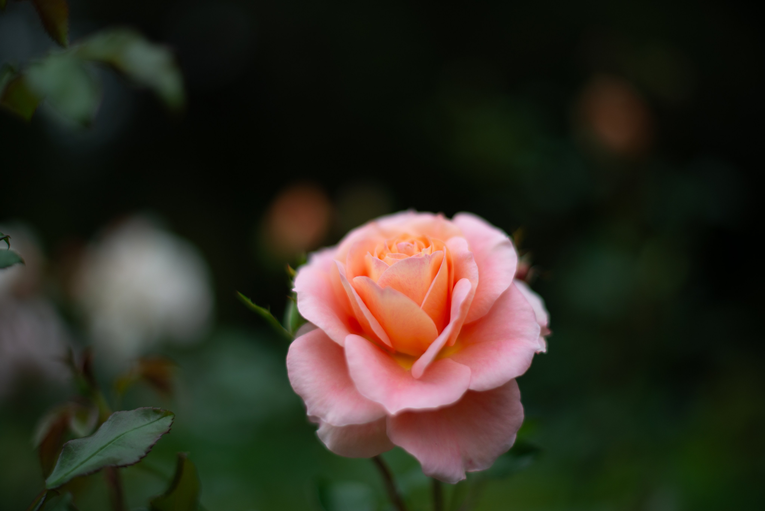 Цветы сада МГУ. Victoria Radjevna Репортажный Фотограф — Видеограф Москва • Санкт-Петербург