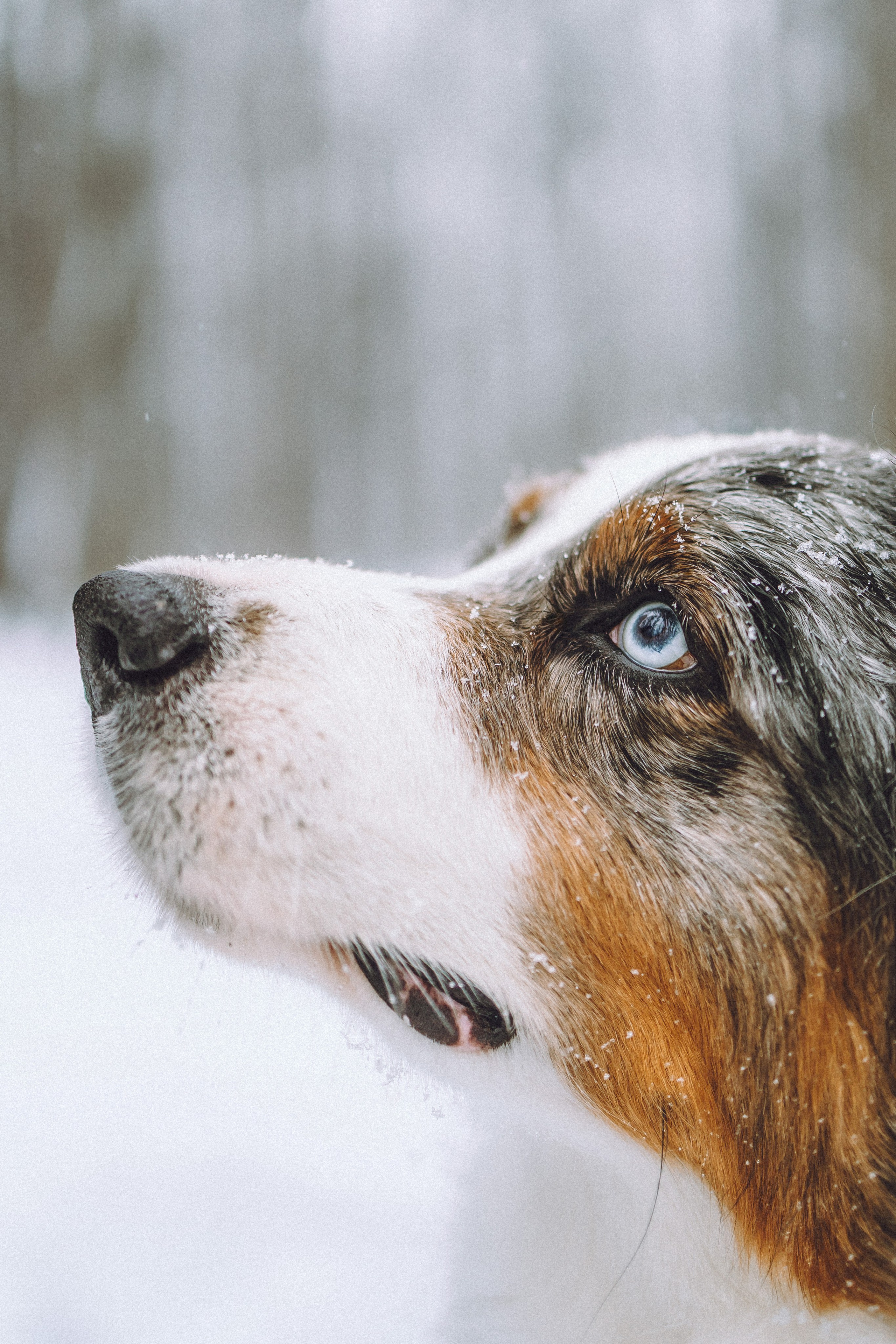 Лена, Принц и Фенек