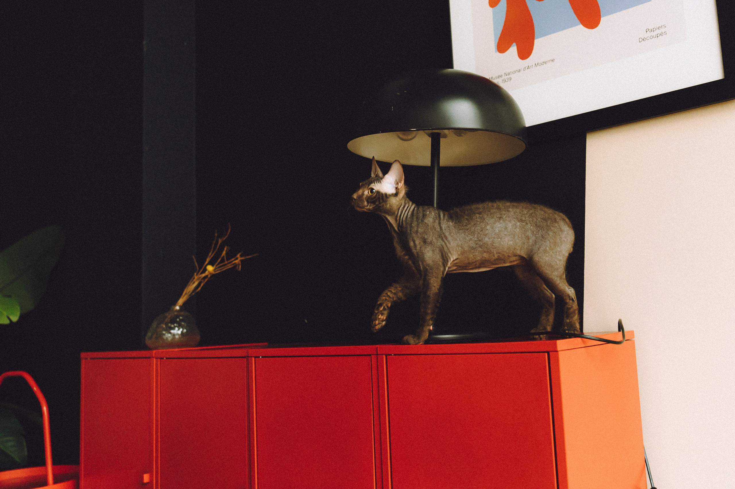 Кокос, Света, Динара и Вилли