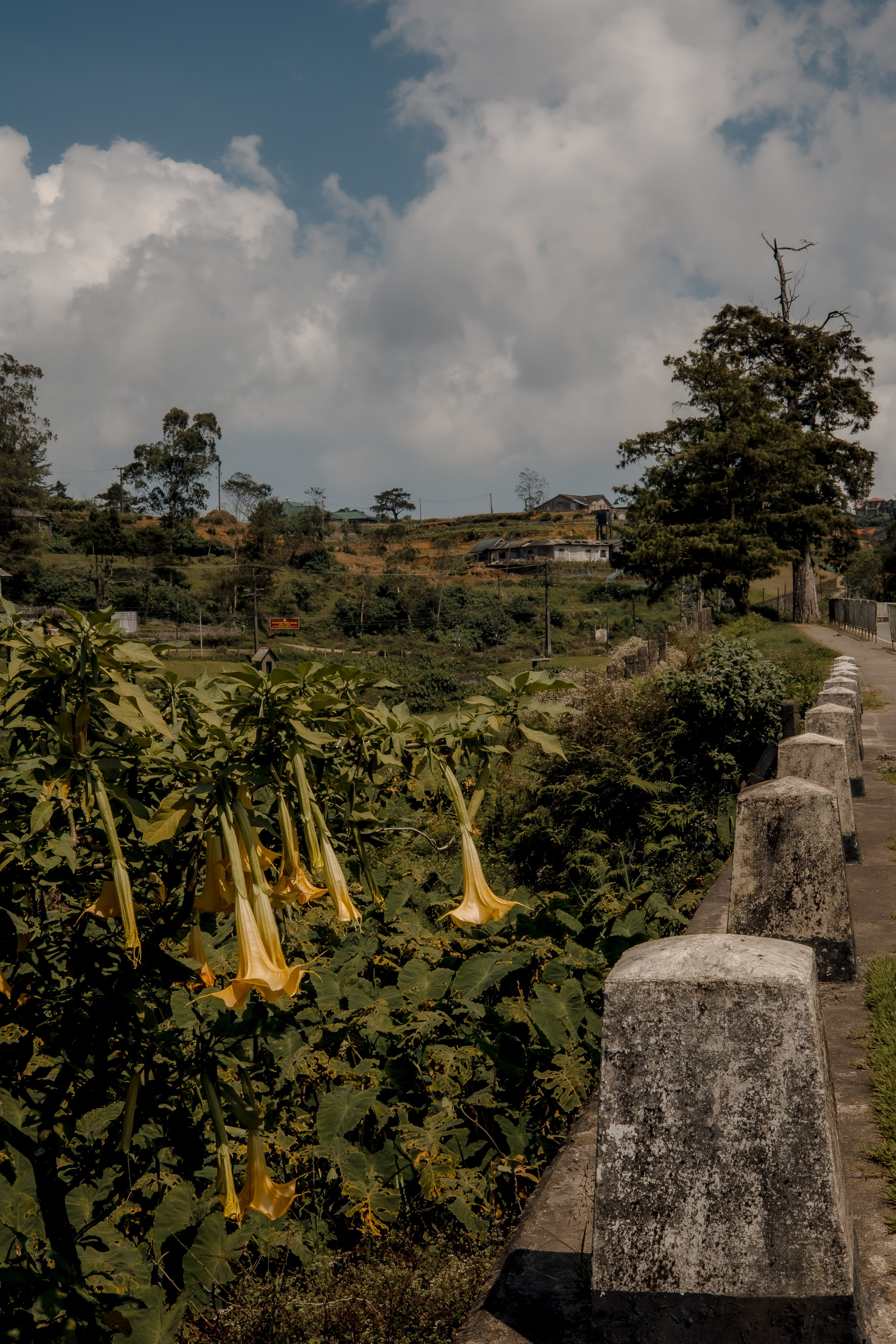 Sri Lanka, Nuwara Elia 2026. Art Photographer