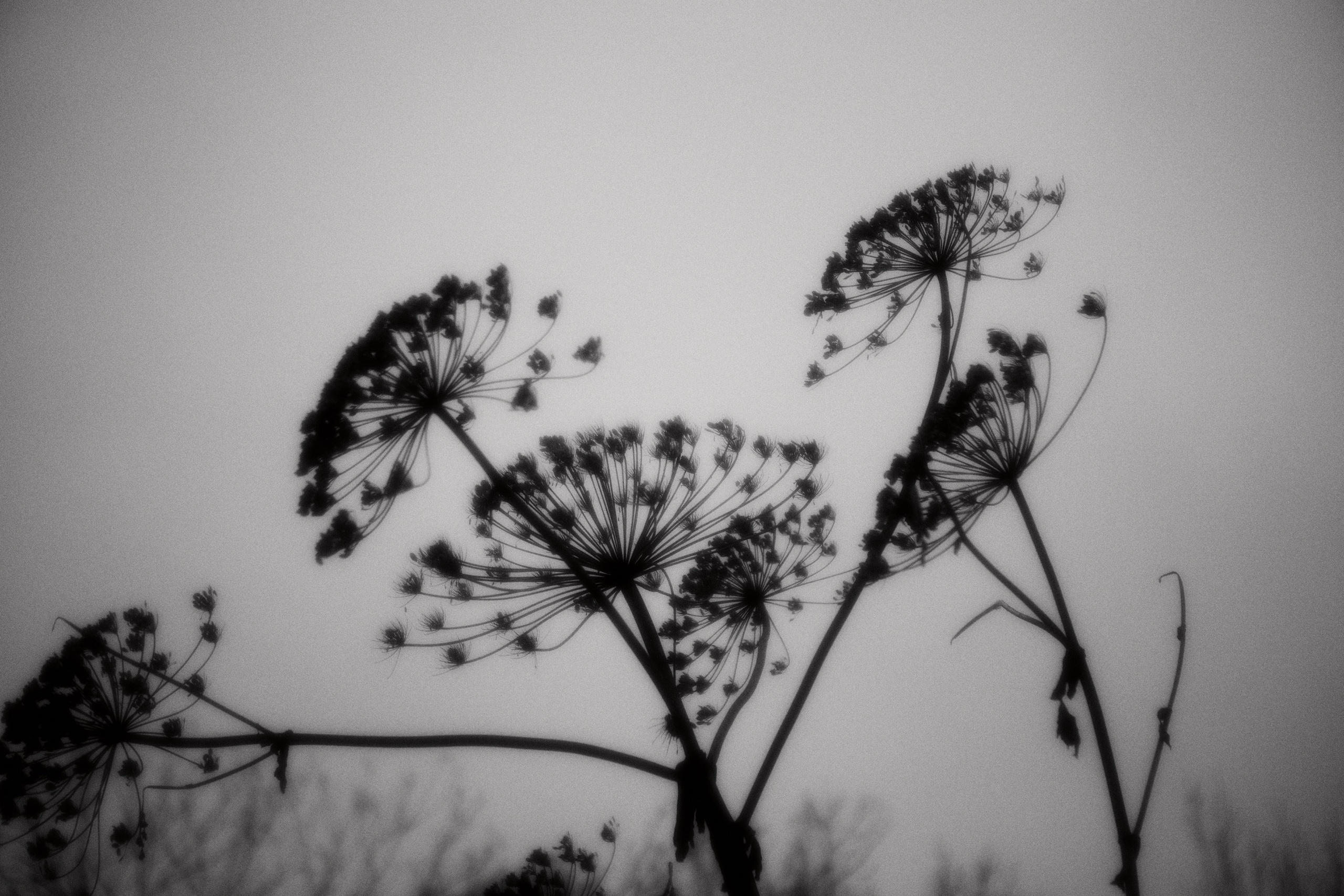 Hogweed. Fashion Photographer Oxana Chernomorets