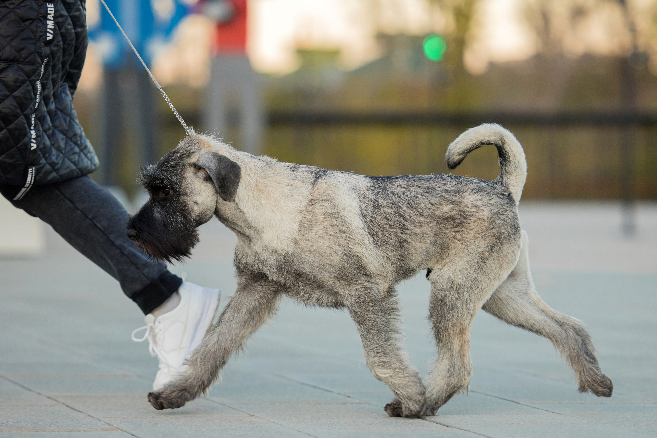 Нижний Новгород 21-22.10.2023. Фотограф-анималист Юлия Германика