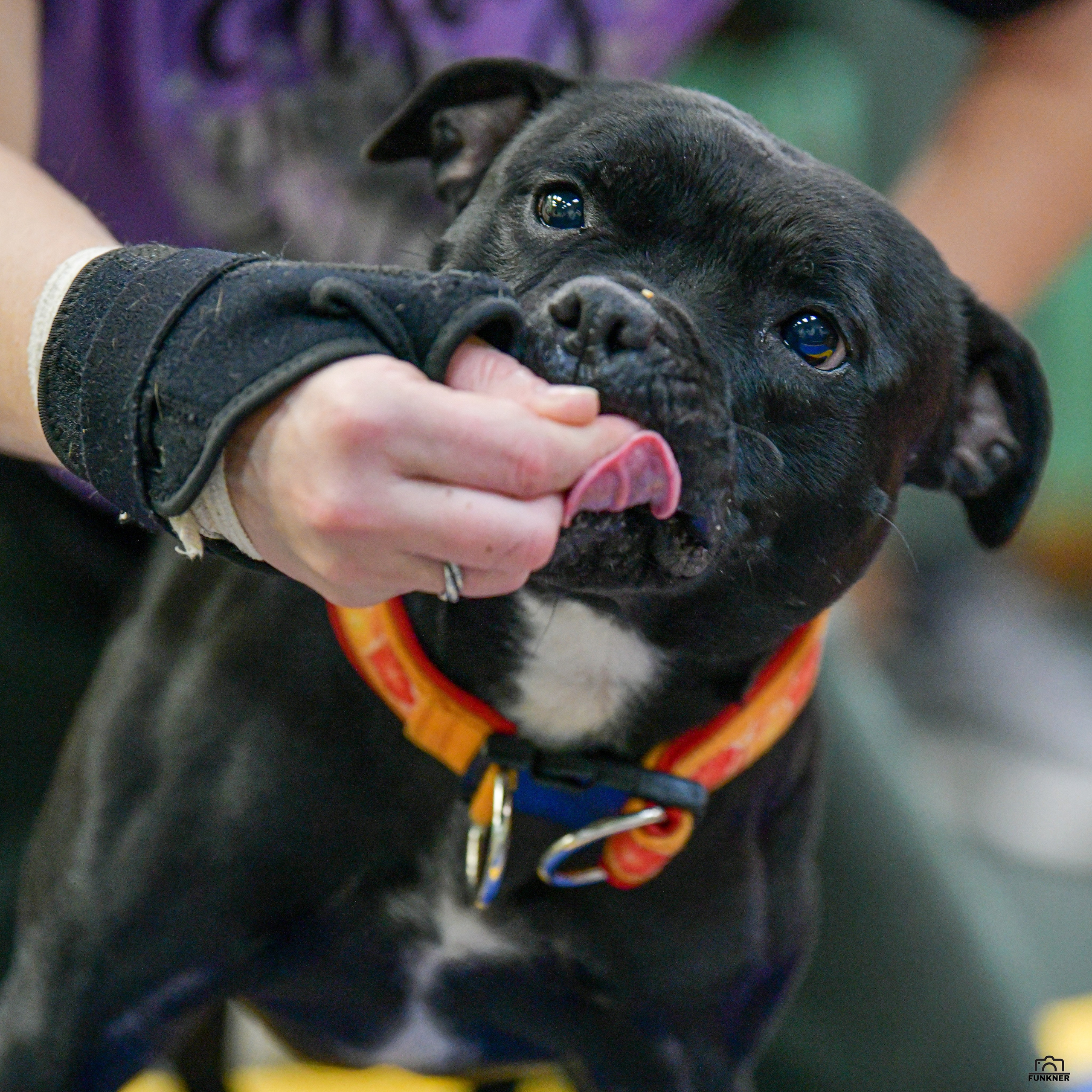 Кинологический клуб «Бодрый хвост». Свой взгляд через объектив