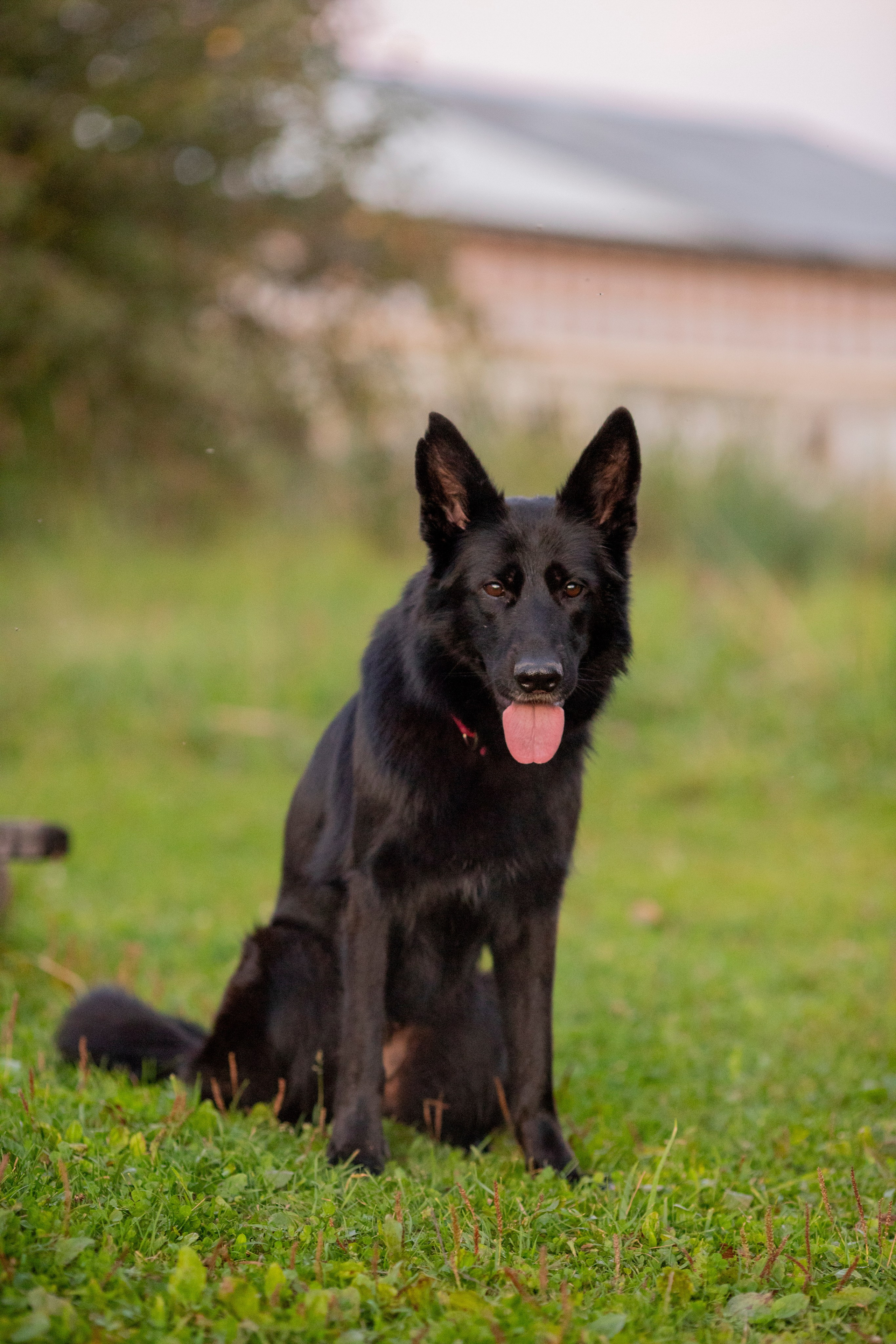 Животные. Фотограф в Москве и в Московской области Сандра