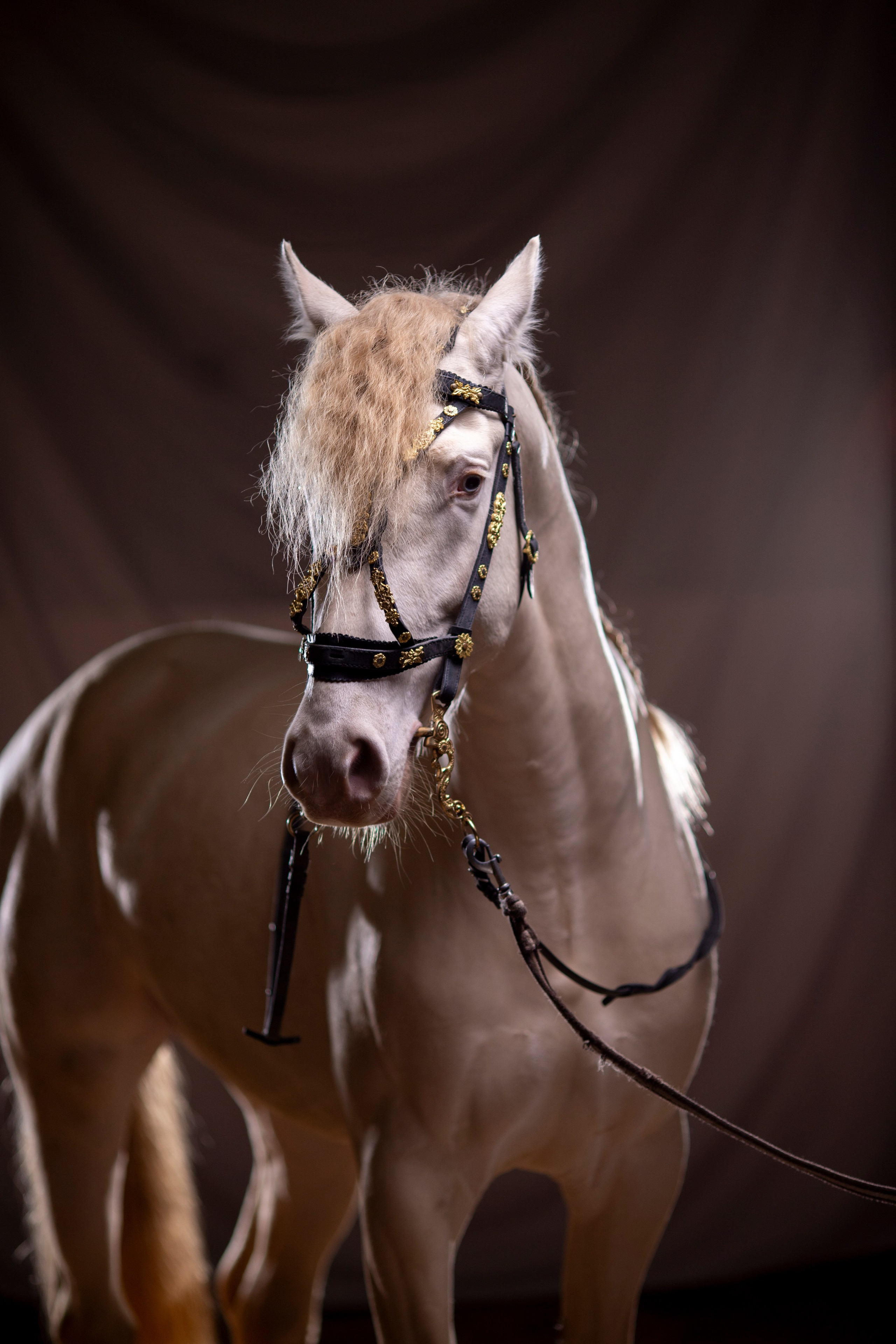 Животные. Фотограф в Москве и в Московской области Сандра