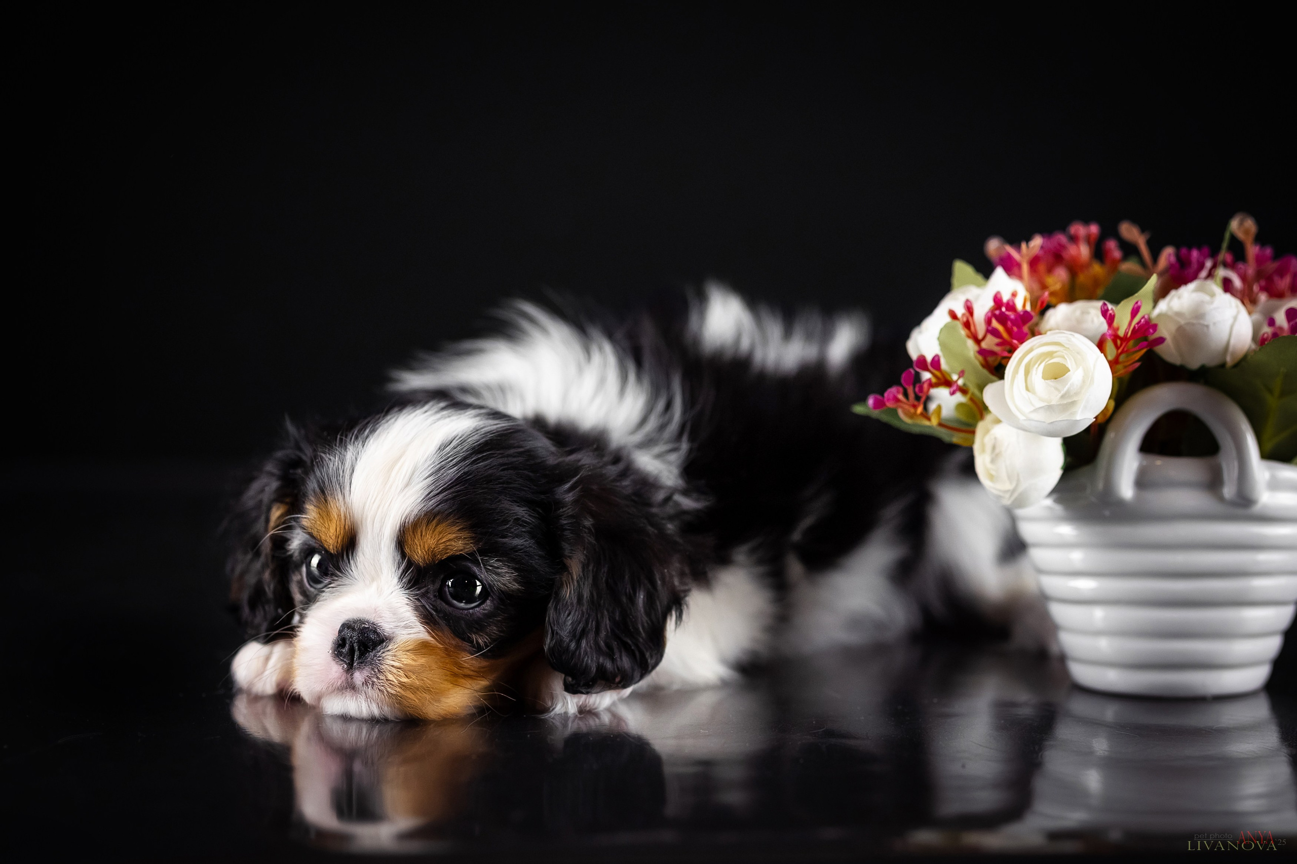 Кавалерчики. Фотограф анималист Аня Ливанова | Рыбинск