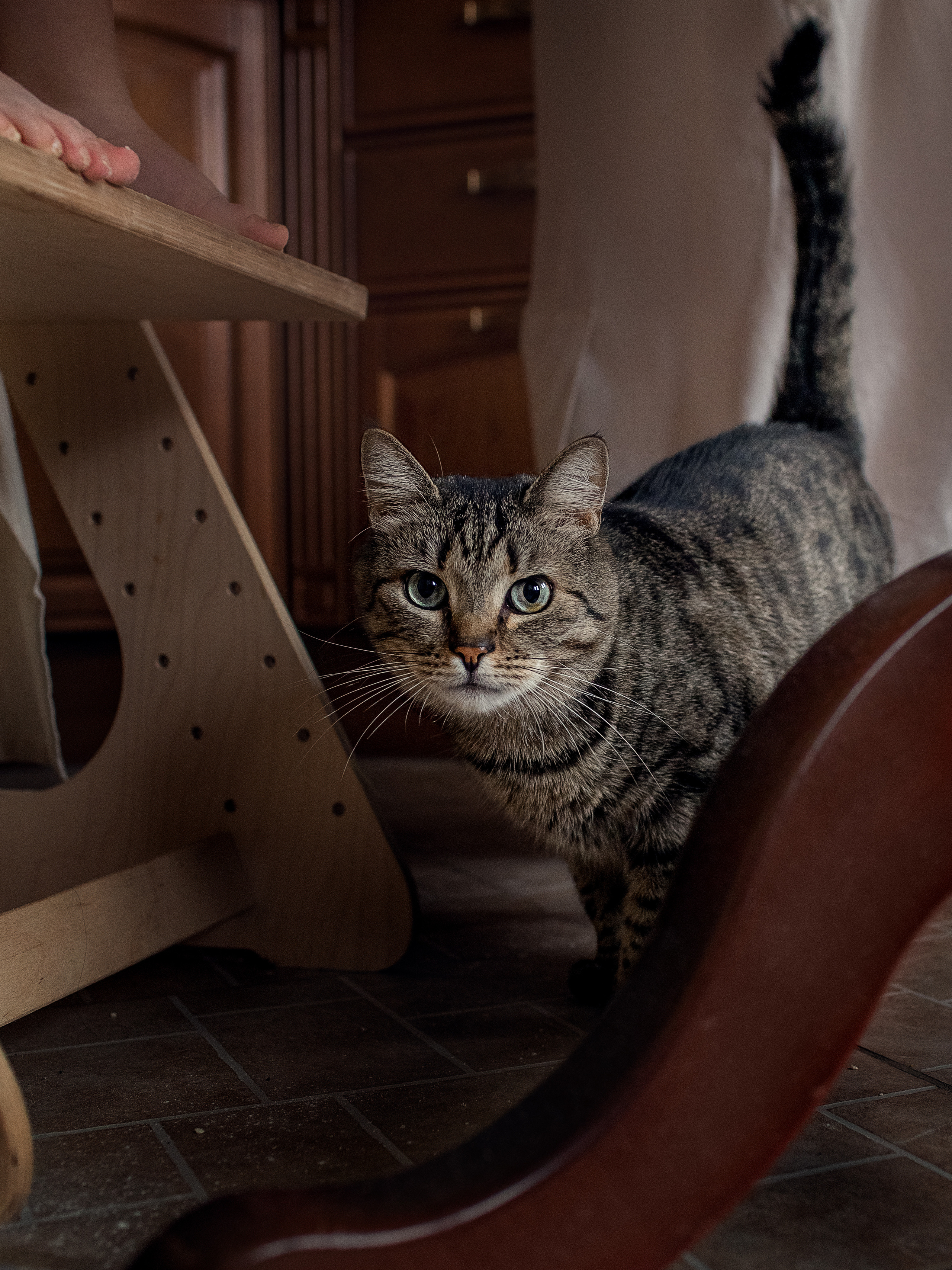 История одного пирога. Семейный и детский фотограф В Москве Парамонова Екатерина