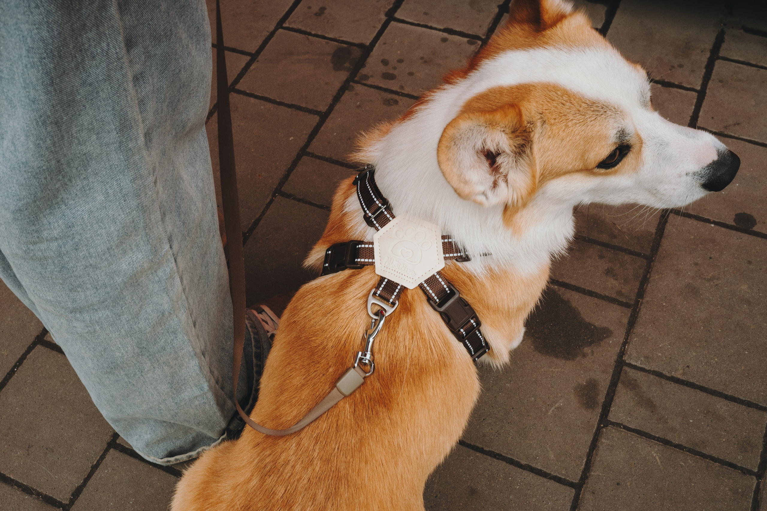 Pawsitive. Семейный фотограф анималист Ананьева Мария — Москва