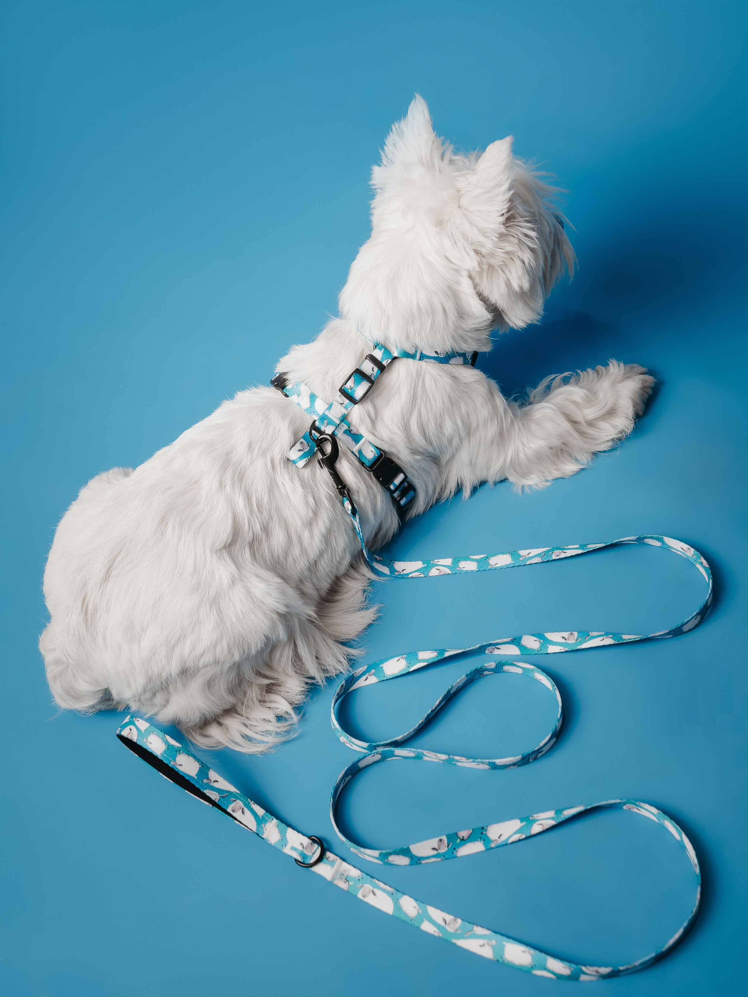 Bender&Frai. Овечки. Семейный фотограф анималист Ананьева Мария — Москва