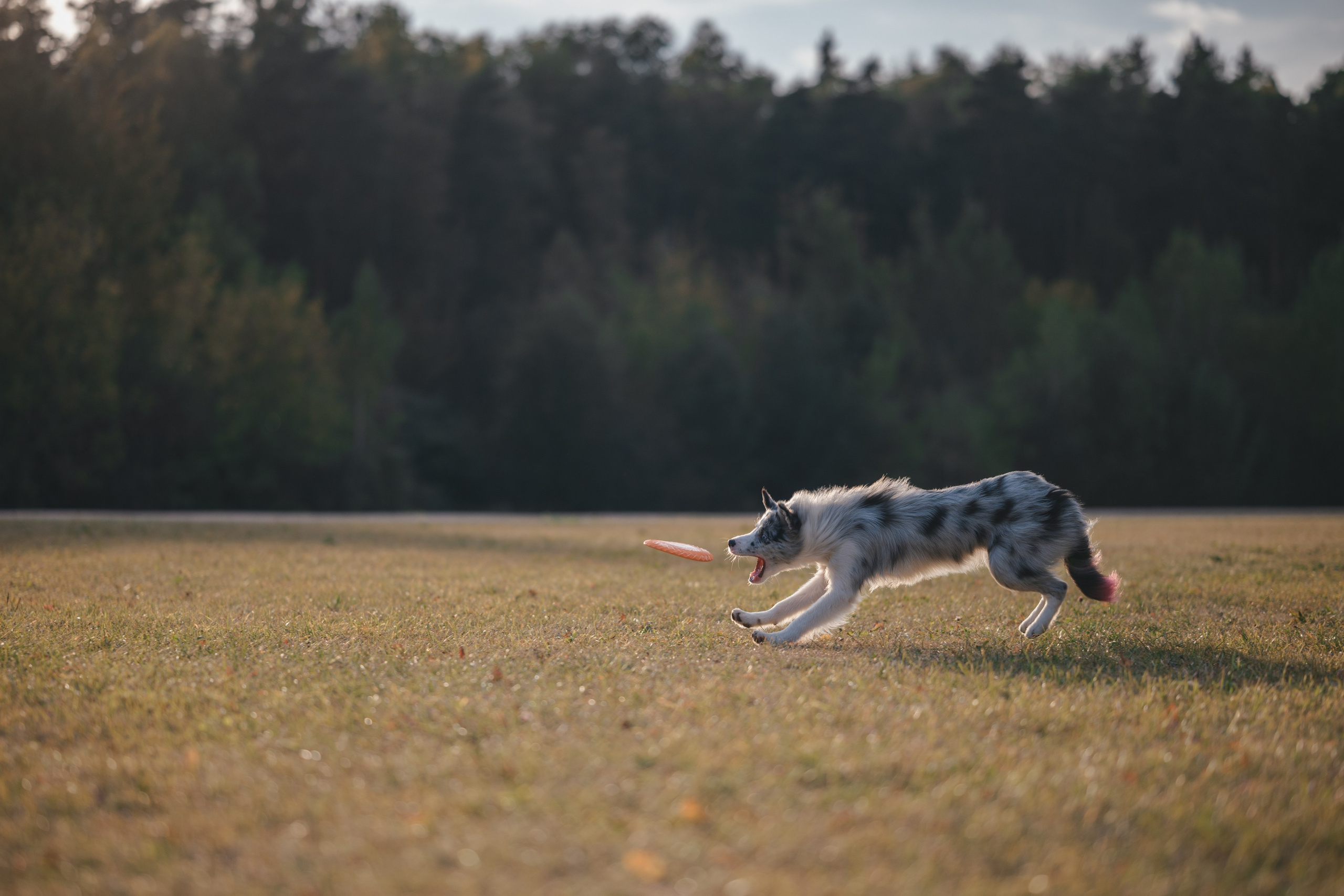 Бордерколли и фрисби. Фотограф Анималист в Москве Анастасия Жучкова
