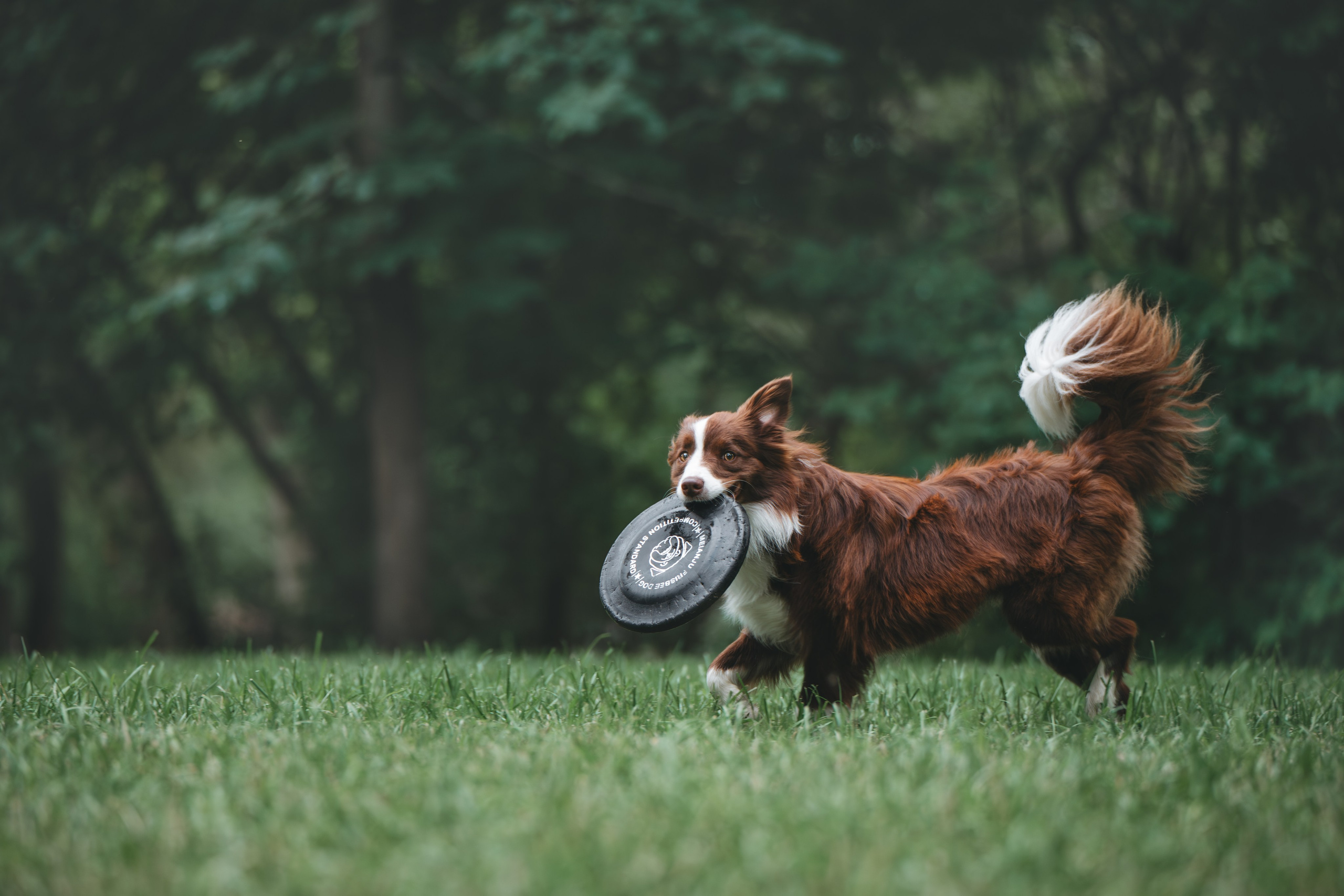 Бордер Колли. Фотограф Анималист в Москве Анастасия Жучкова