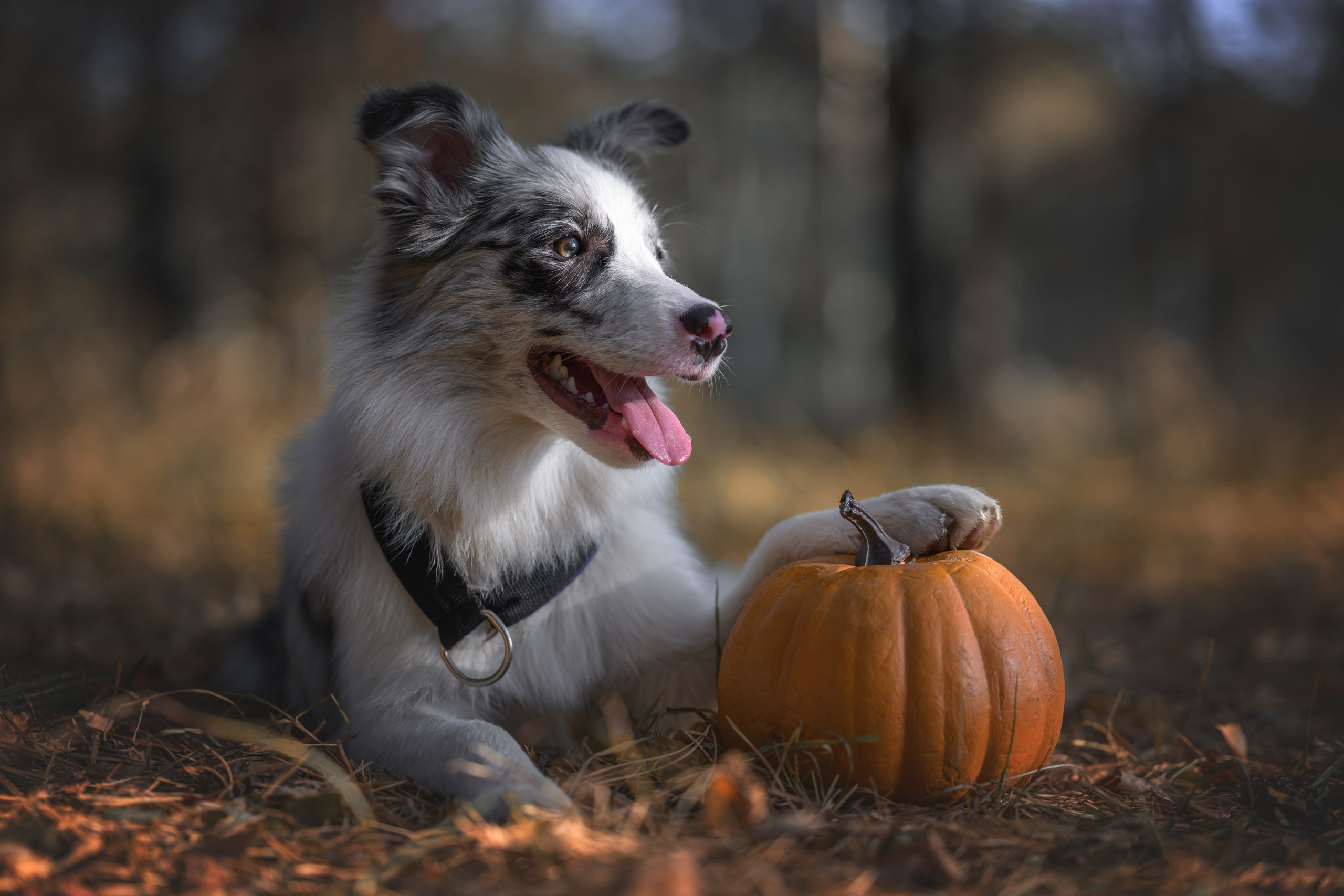 Хэллоуин. Фотограф Анималист в Москве Анастасия Жучкова