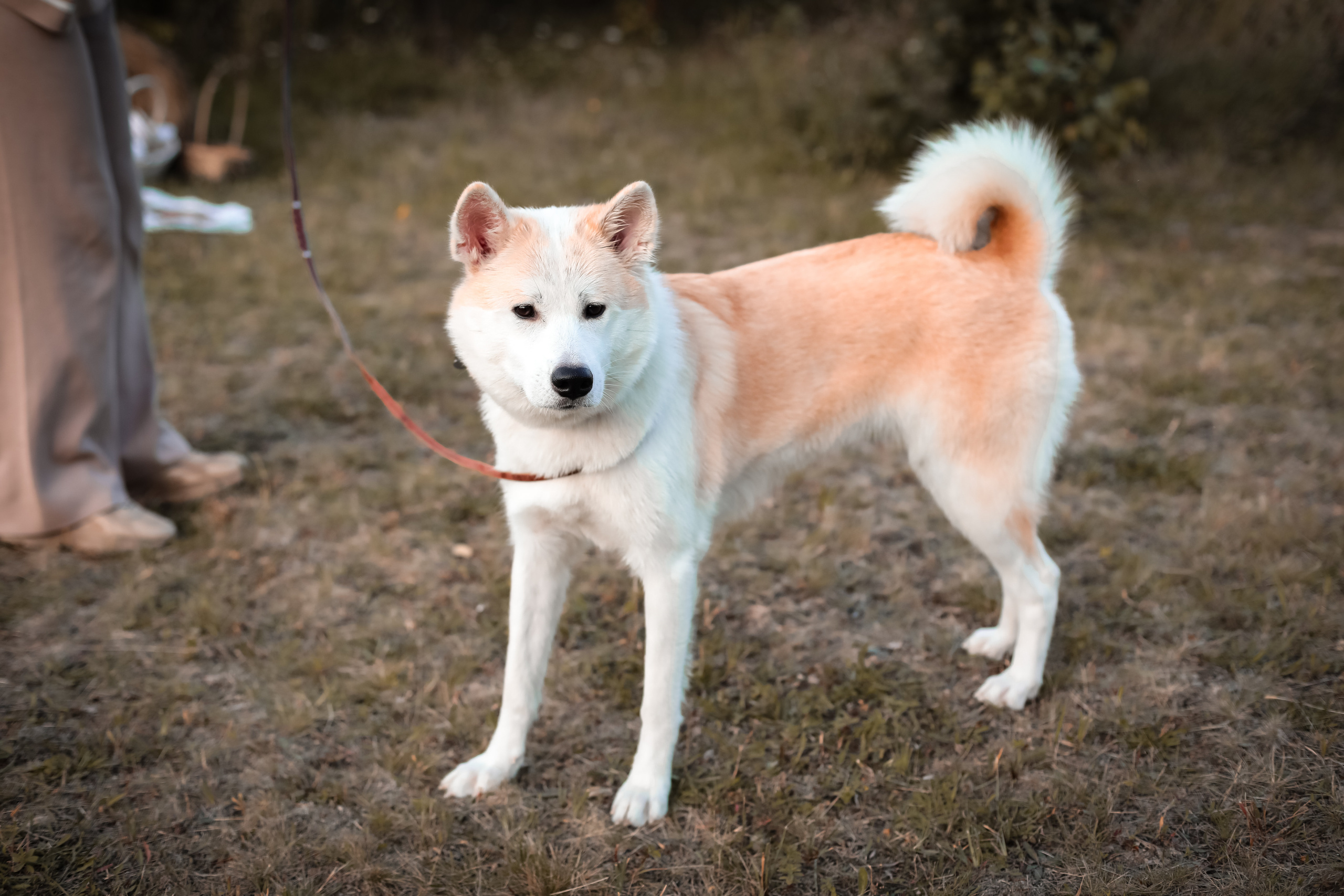 ОСЕННЯЯ ФОТОСЕССИЯ. Фотограф г. Хабаровск. Семейные и индивидуальные съёмки