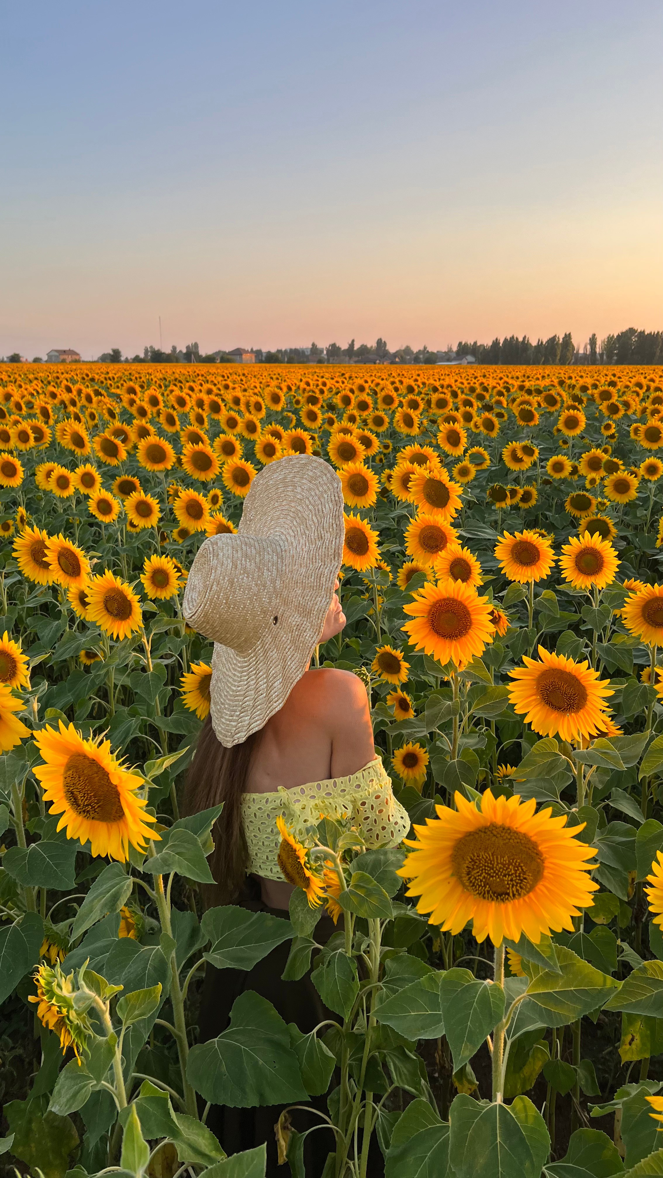 Подсолнухи. Фотограф в Крыму Лебедева Александра