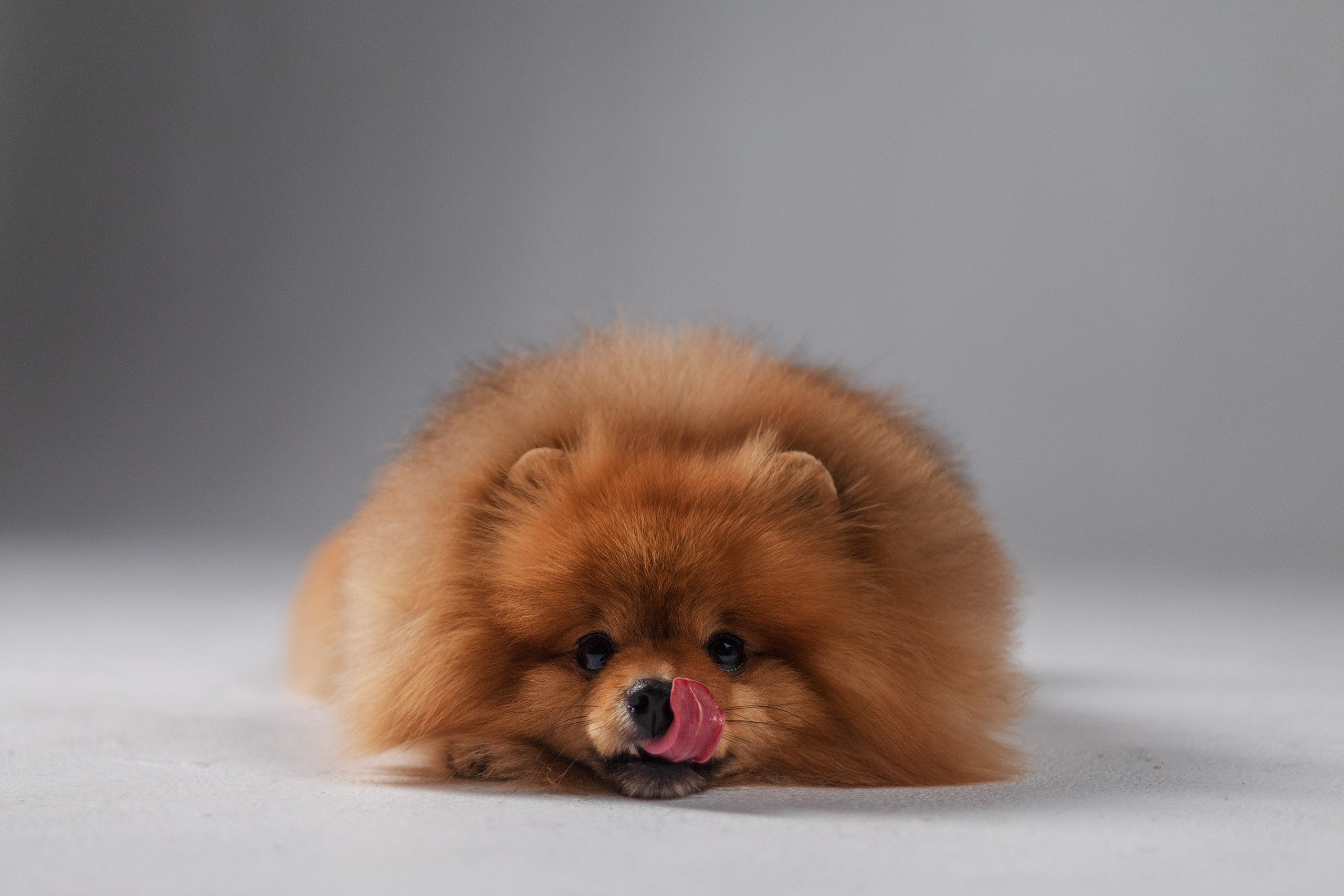 Сафи. Студия. Фотограф анималист Кузнецова Анна Нижний Новгород