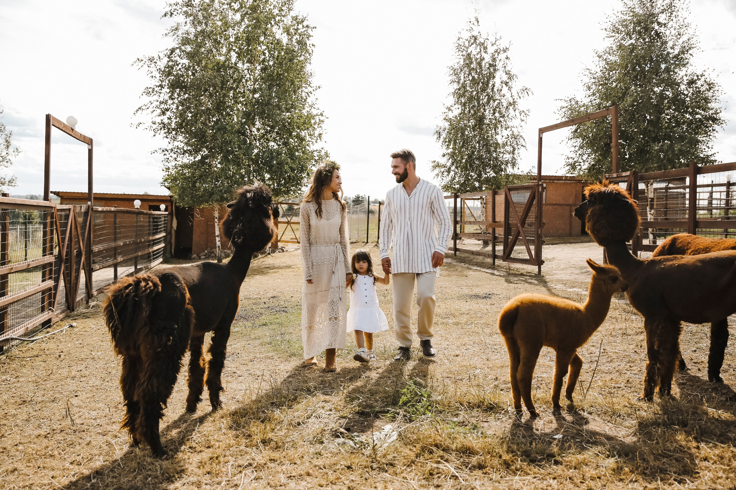 Ферма Альпаков Подмосковье. Фотограф и видеограф Анна Домашенко