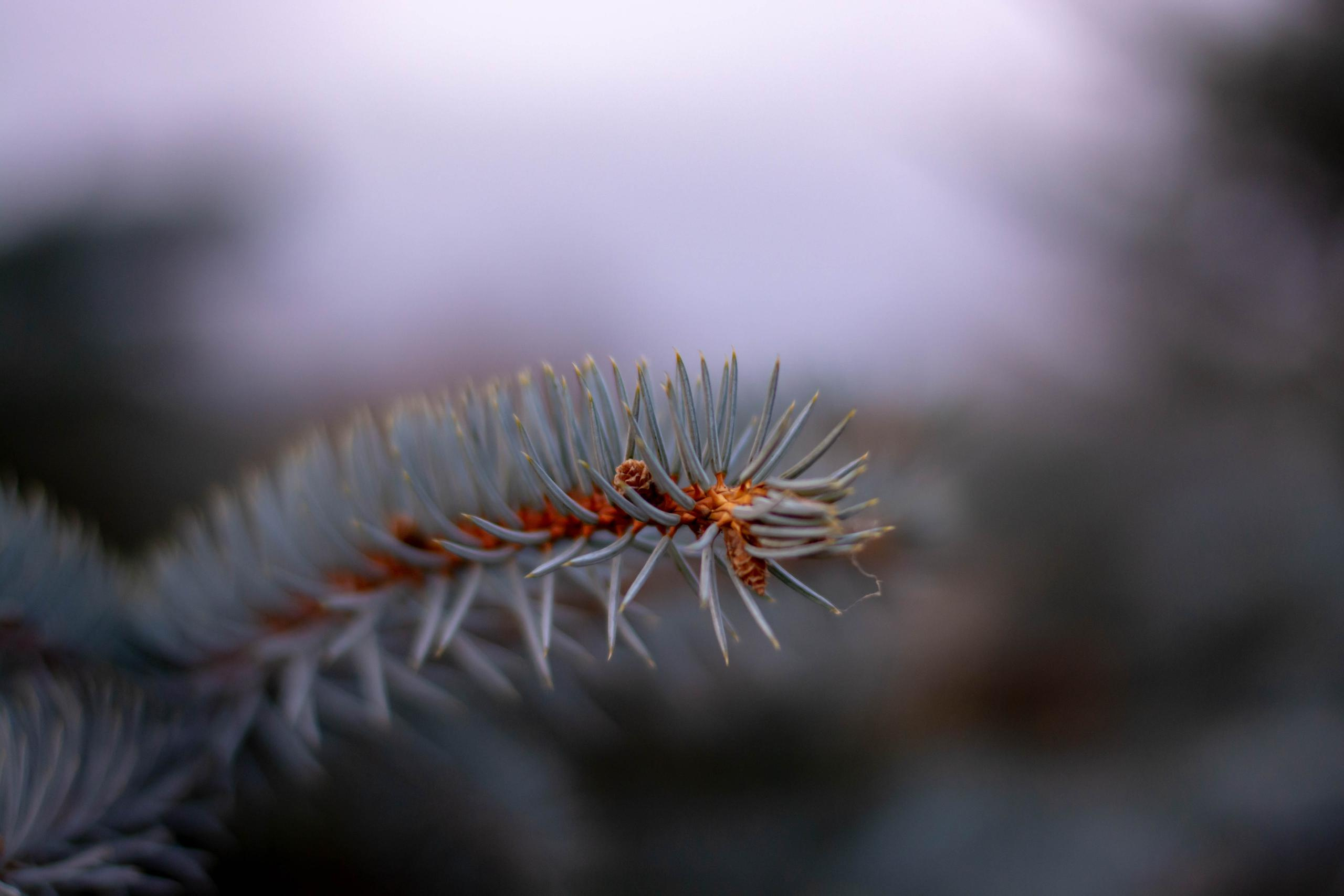 Природа. Александр Снапков | SnappPhoto | Буй