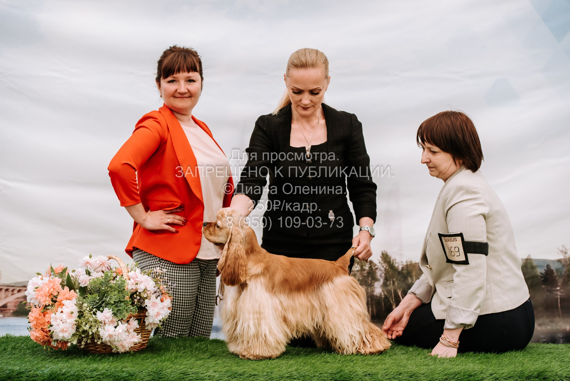 Выставка собак Красноярск 2.06. Фотограф Диана Оленина Красноярск / Братск