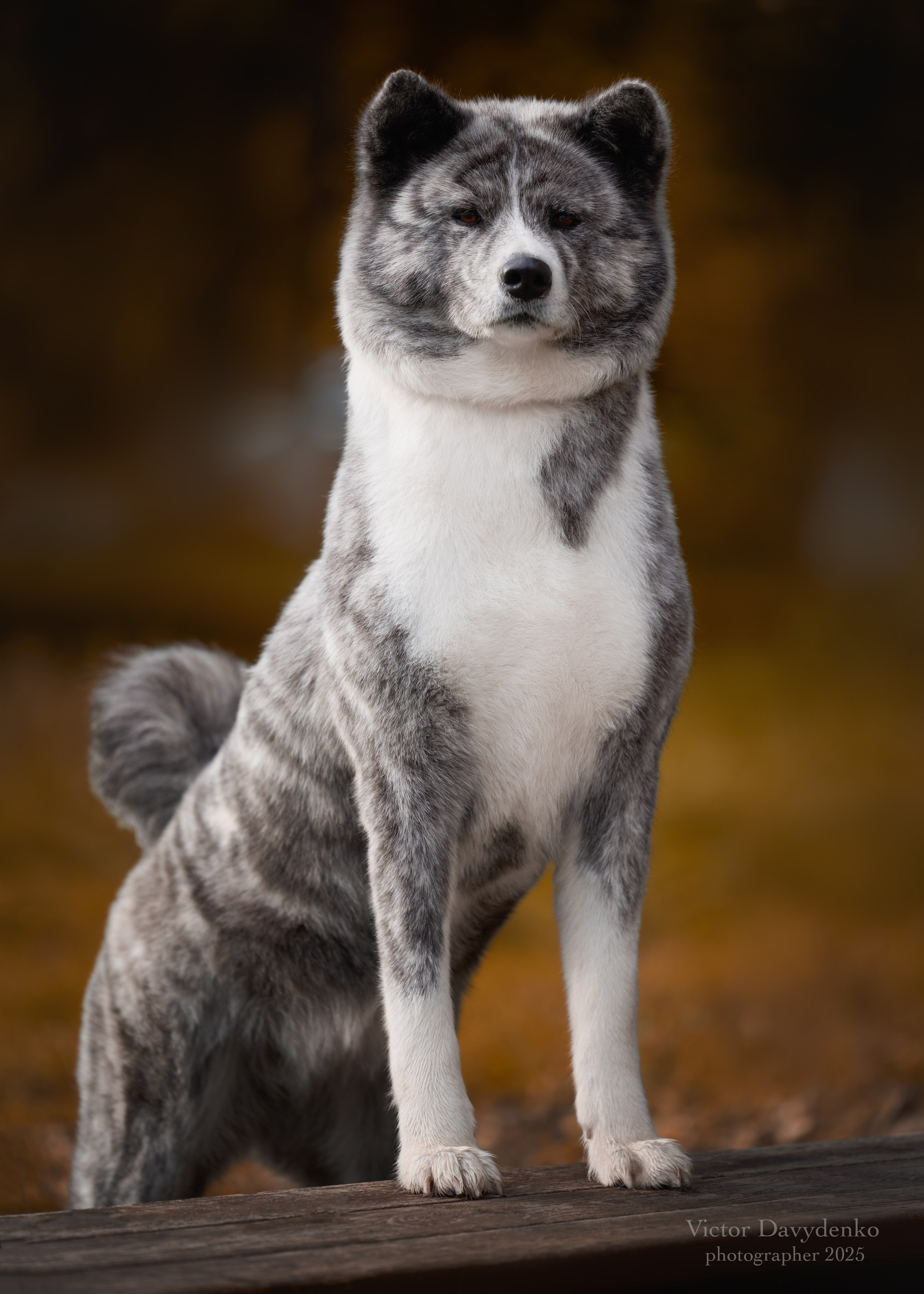 фотосессия собак краснодар выставка собак фотограф анималист сочи   - акита