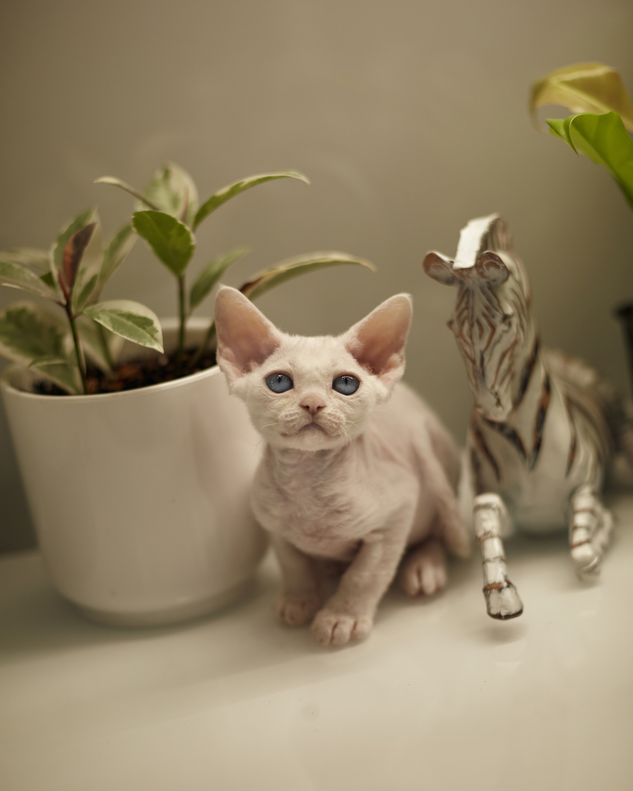 фотосессия котят краснодар