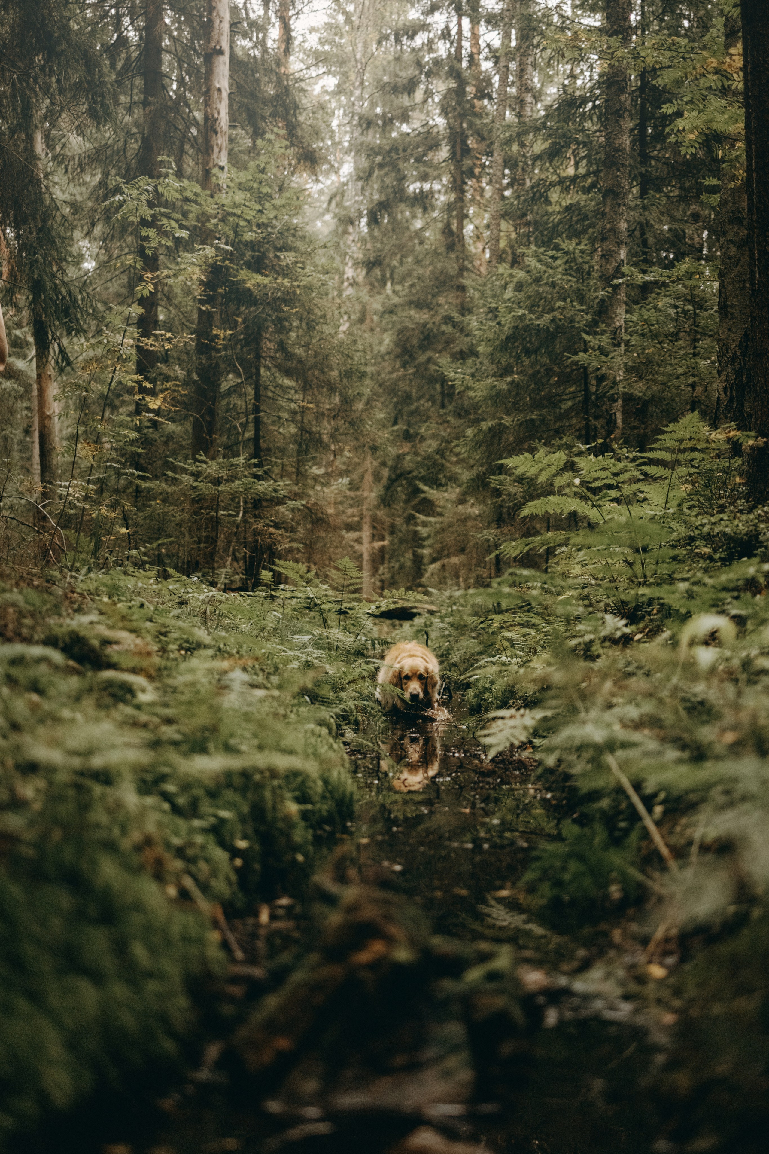 Фоси и его семьи. Фотограф — Анималист | Санкт-Петербург