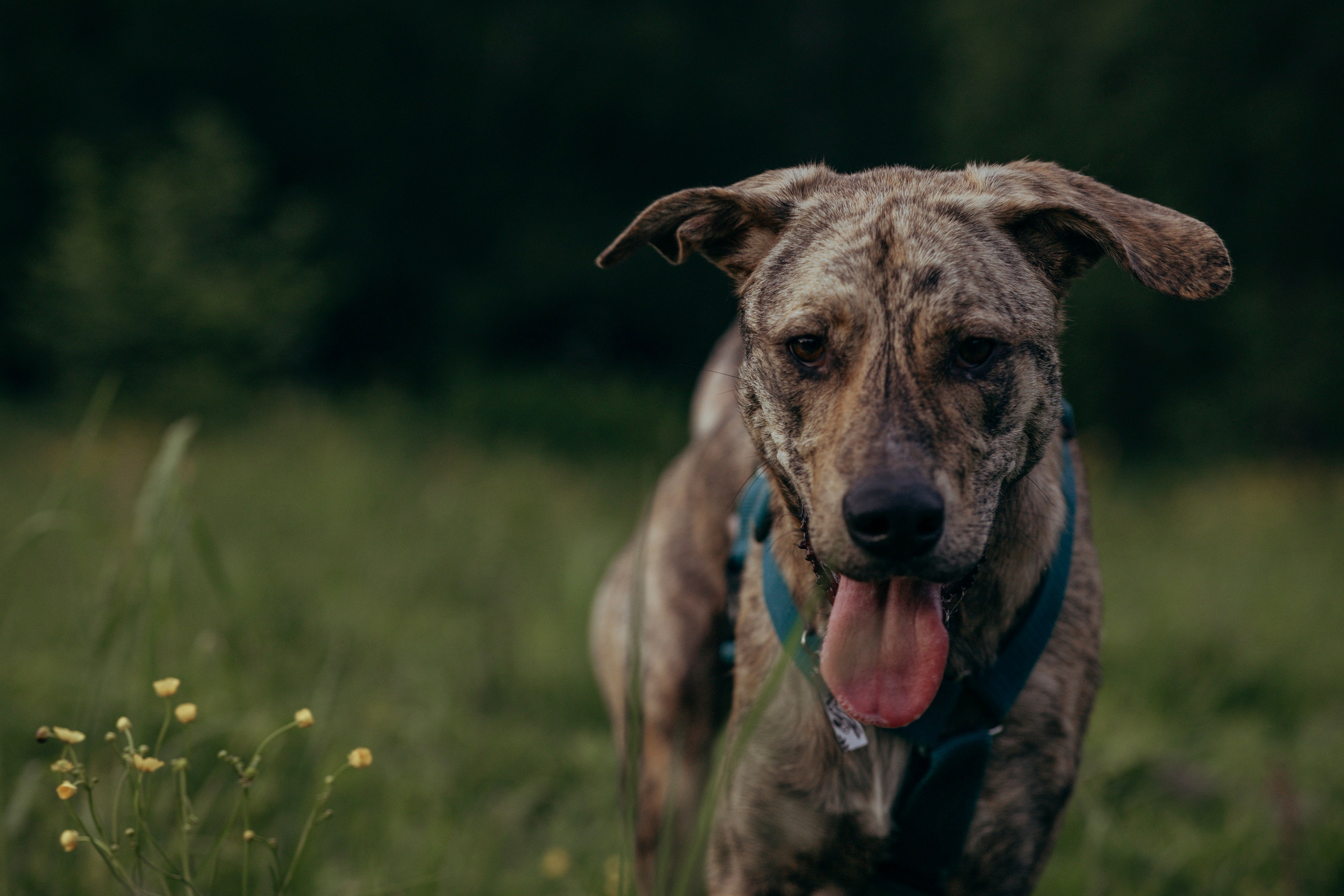 Съемка с собакой. Анастасия Белаш