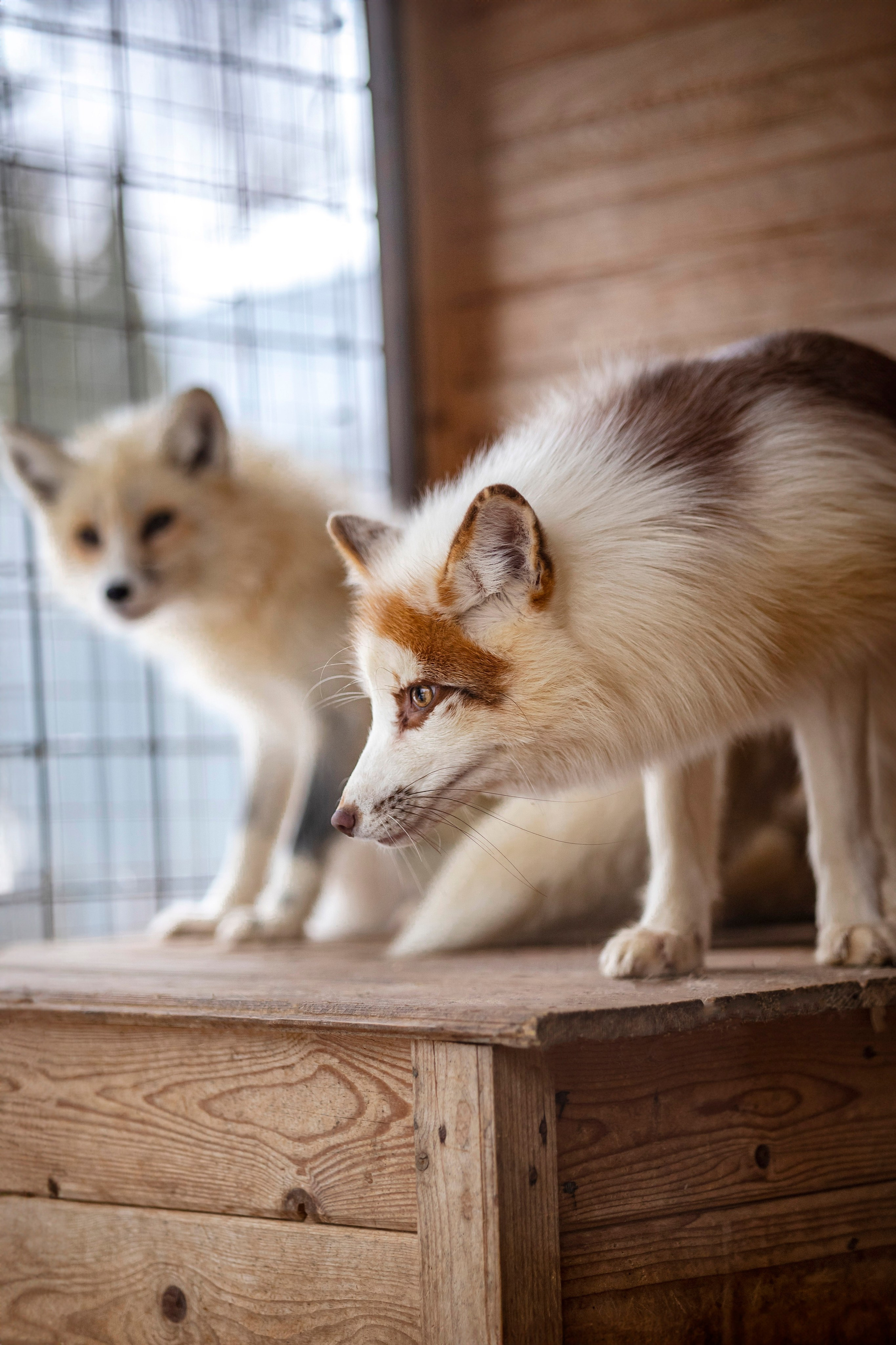 Съемка с лисами. Анастасия Белаш