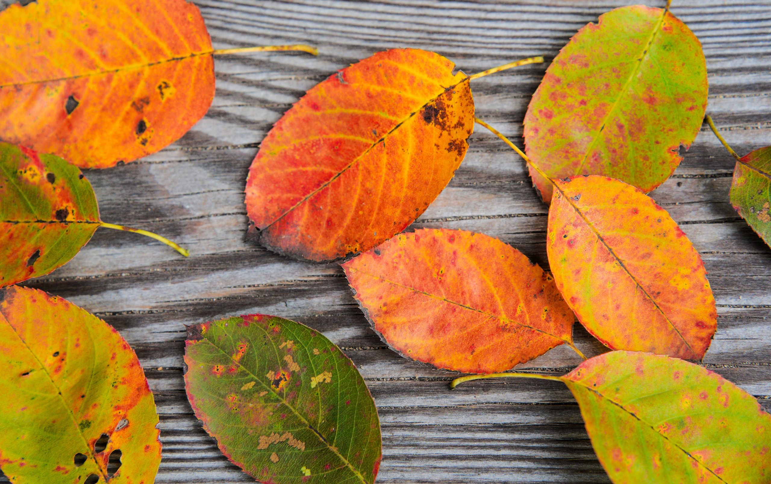 Осень 2025. Фотограф из Москвы — DASHA NOVA | Авторская фотография в разных жанрах