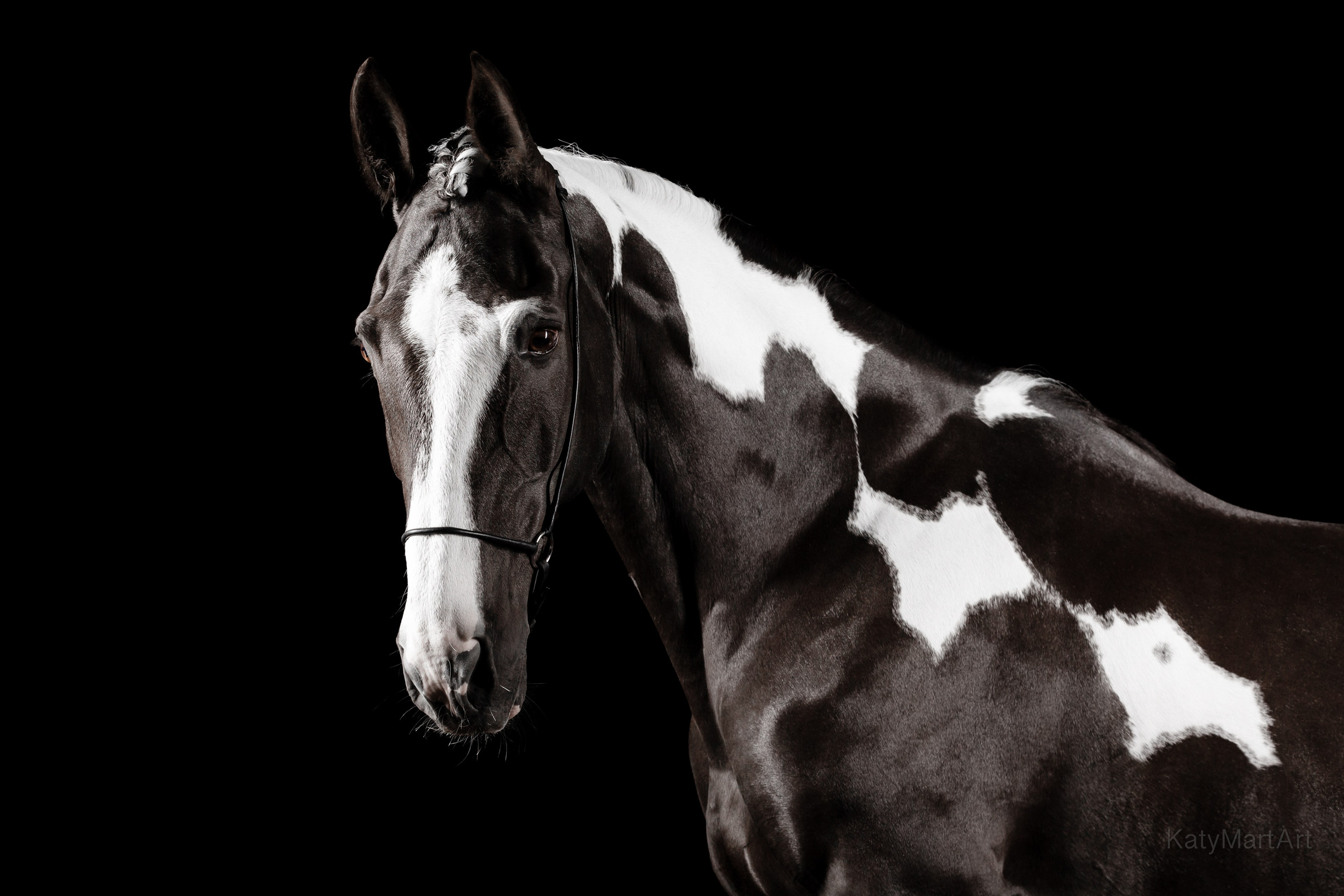 Пятна. KatymartArt — Equine photography