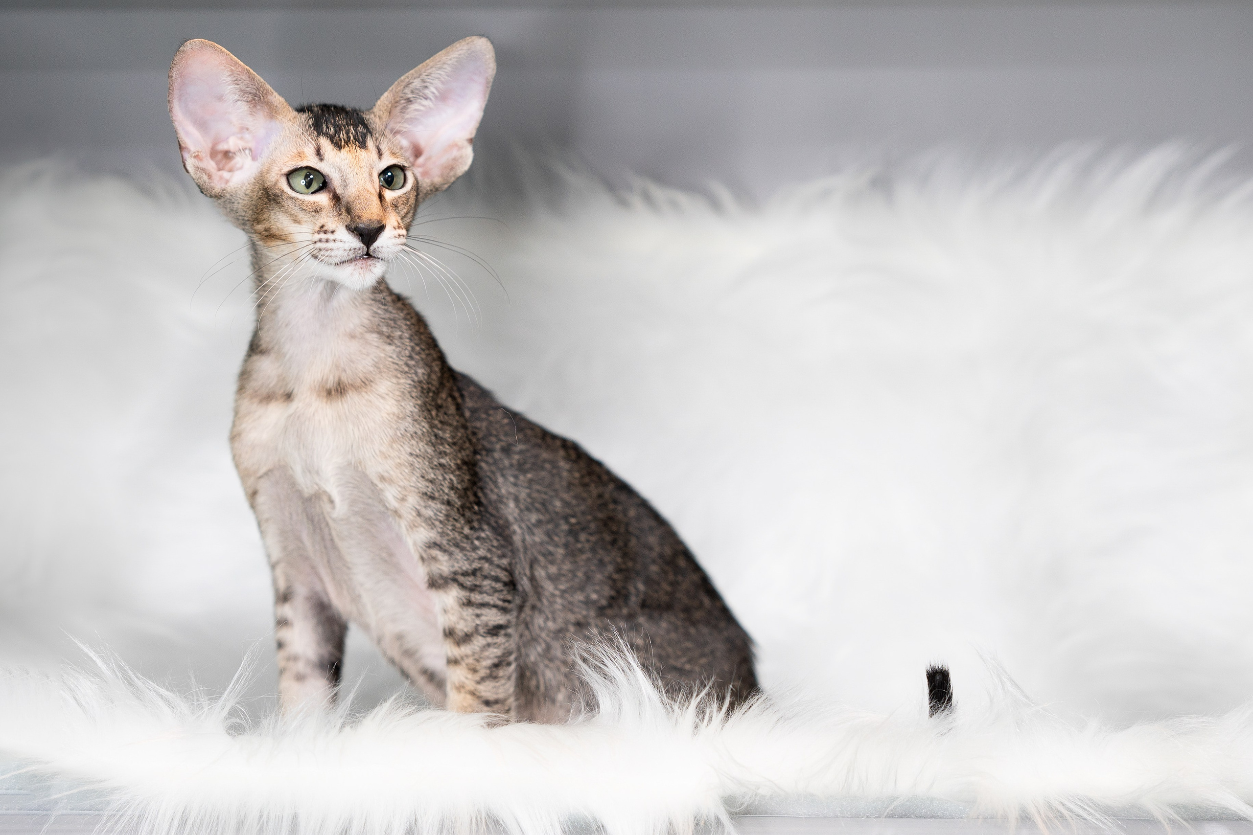 Заводчик Юлия Панова. Творческий фотограф Вологда