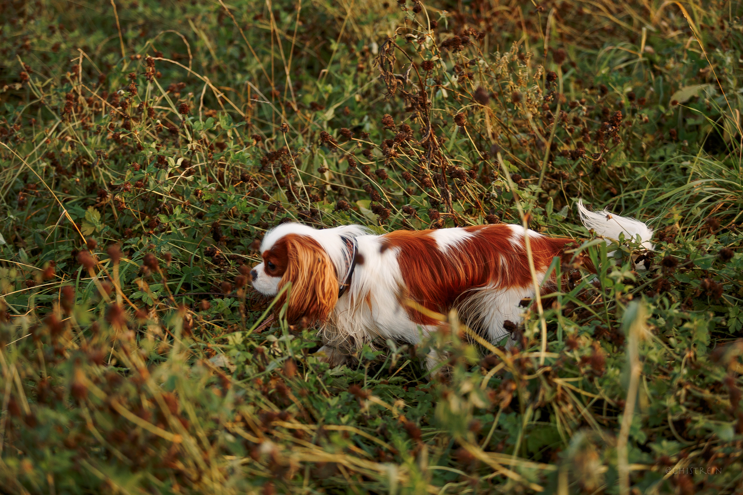 Октябрьский закат в полях. Алина и Лео. Фотограф-анималист Наталия Чистюхина в г. Сосновый Бор и ЛО