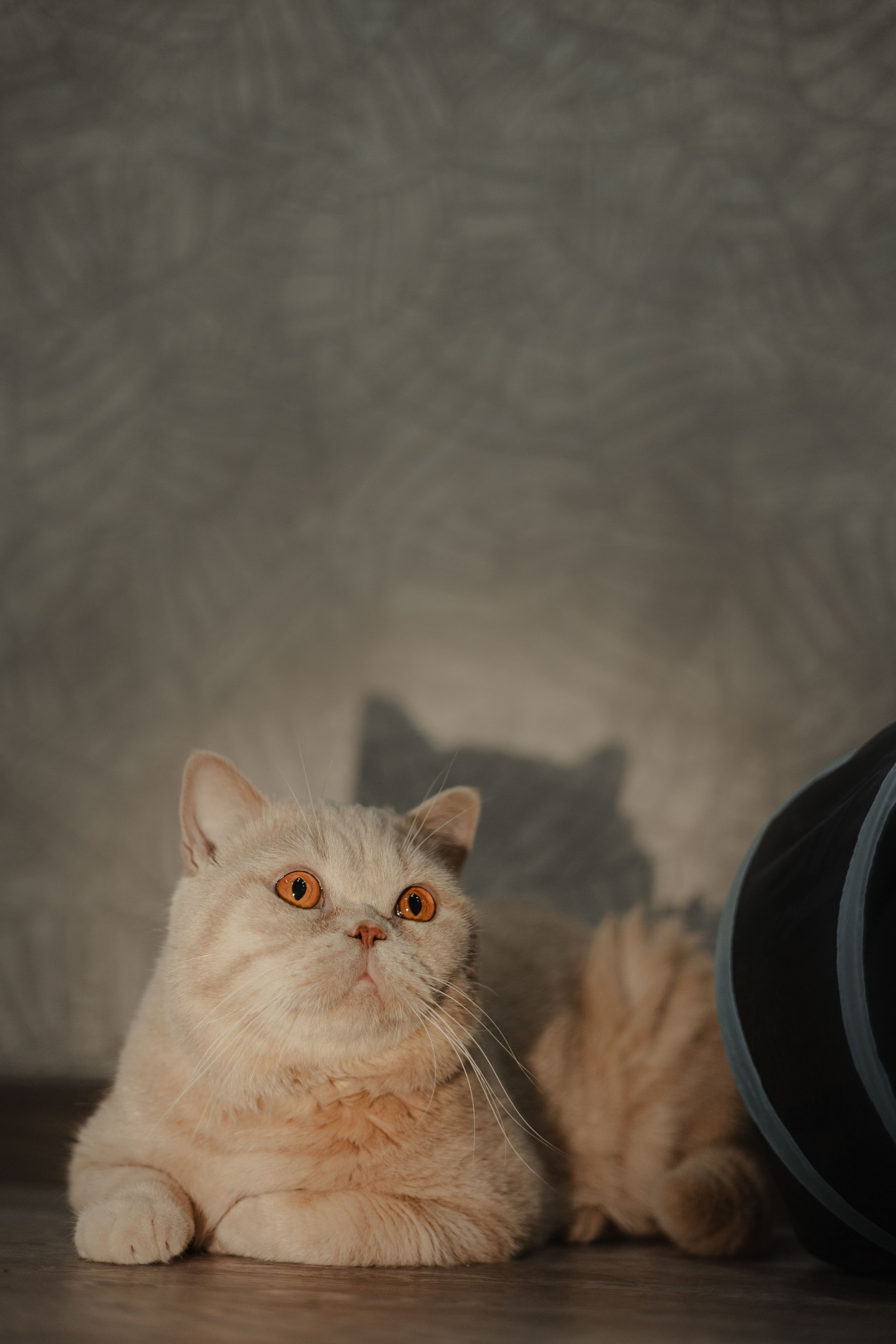 Иксик, Маффин и Надя. Фотограф Анималист Екатерина Справцева в Нижнем Новгороде