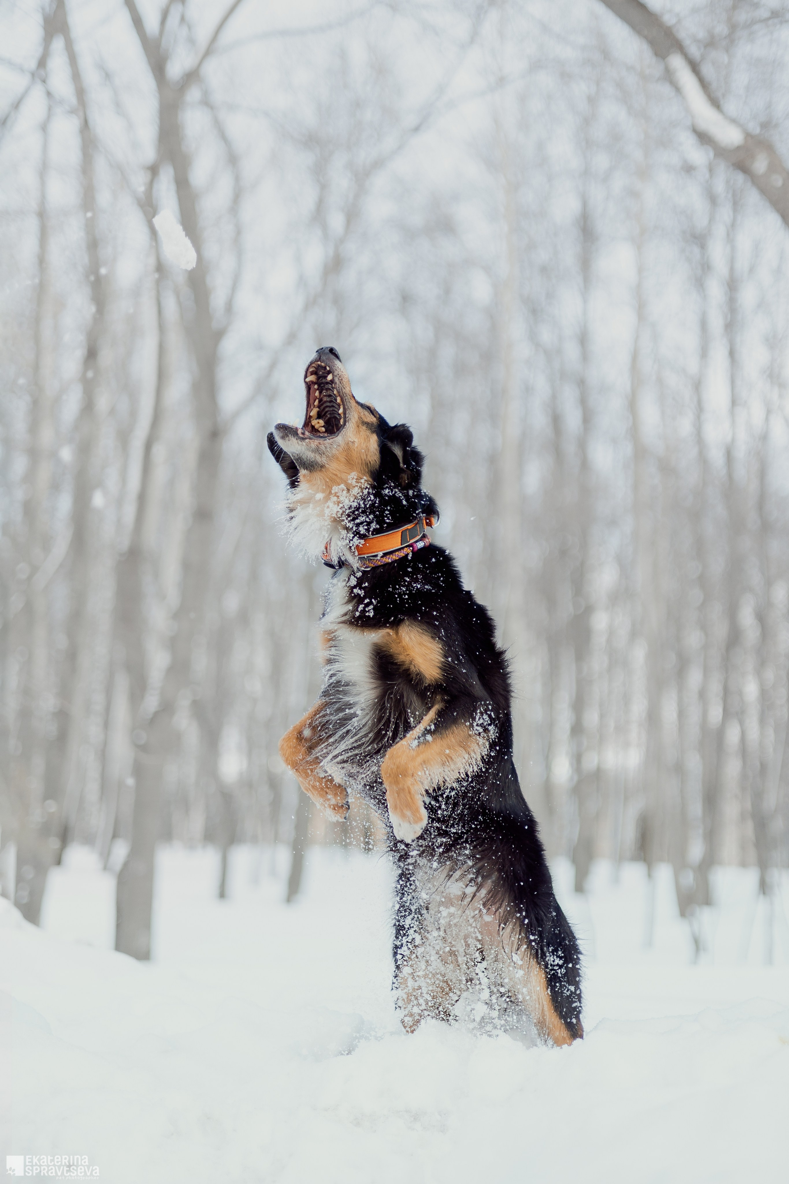 Алла и Кобра. Фотограф Анималист Екатерина Справцева в Нижнем Новгороде