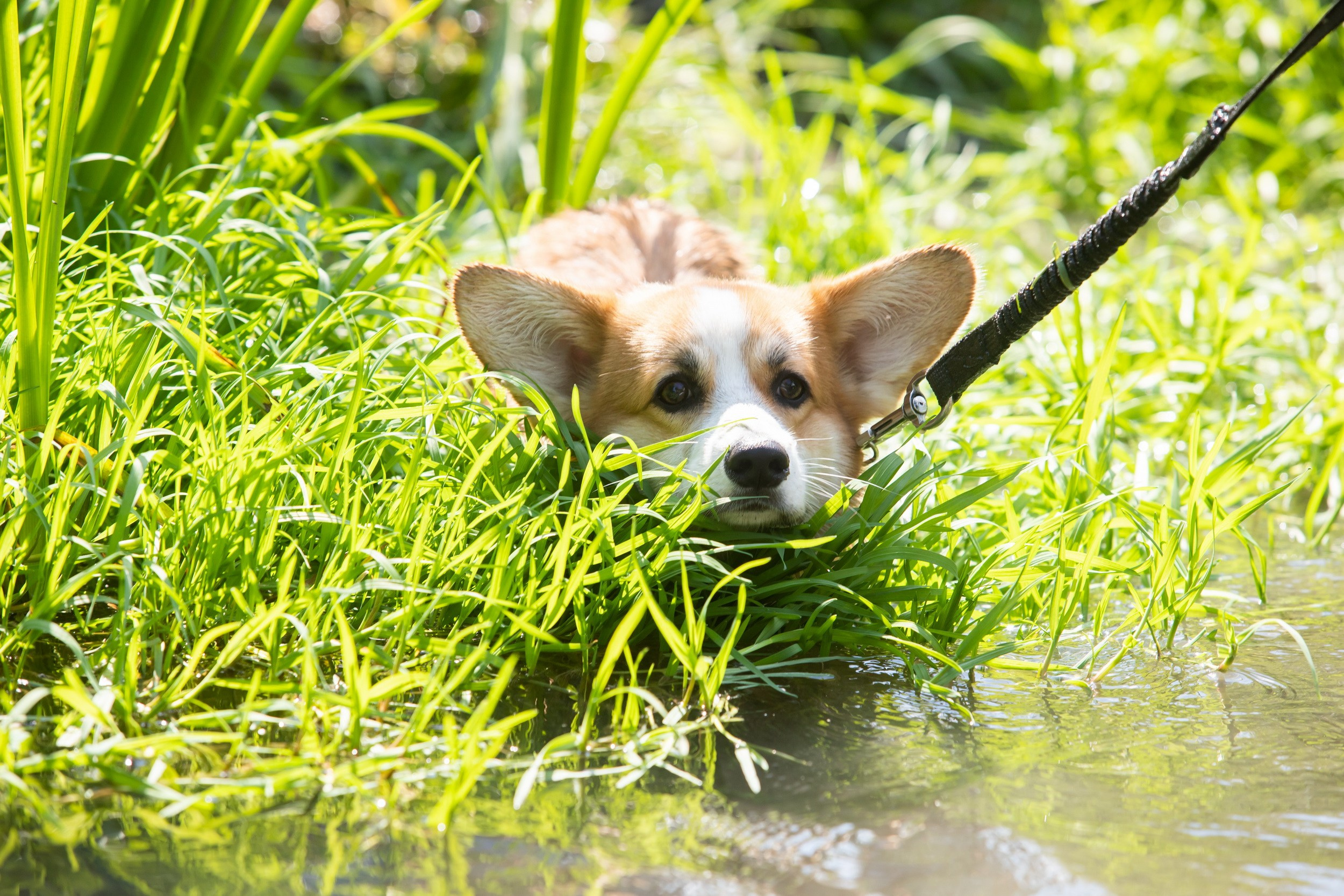 Vashana Sup Camp (26-28 июля 2024). Репортажный фотограф Алексей Пирязев