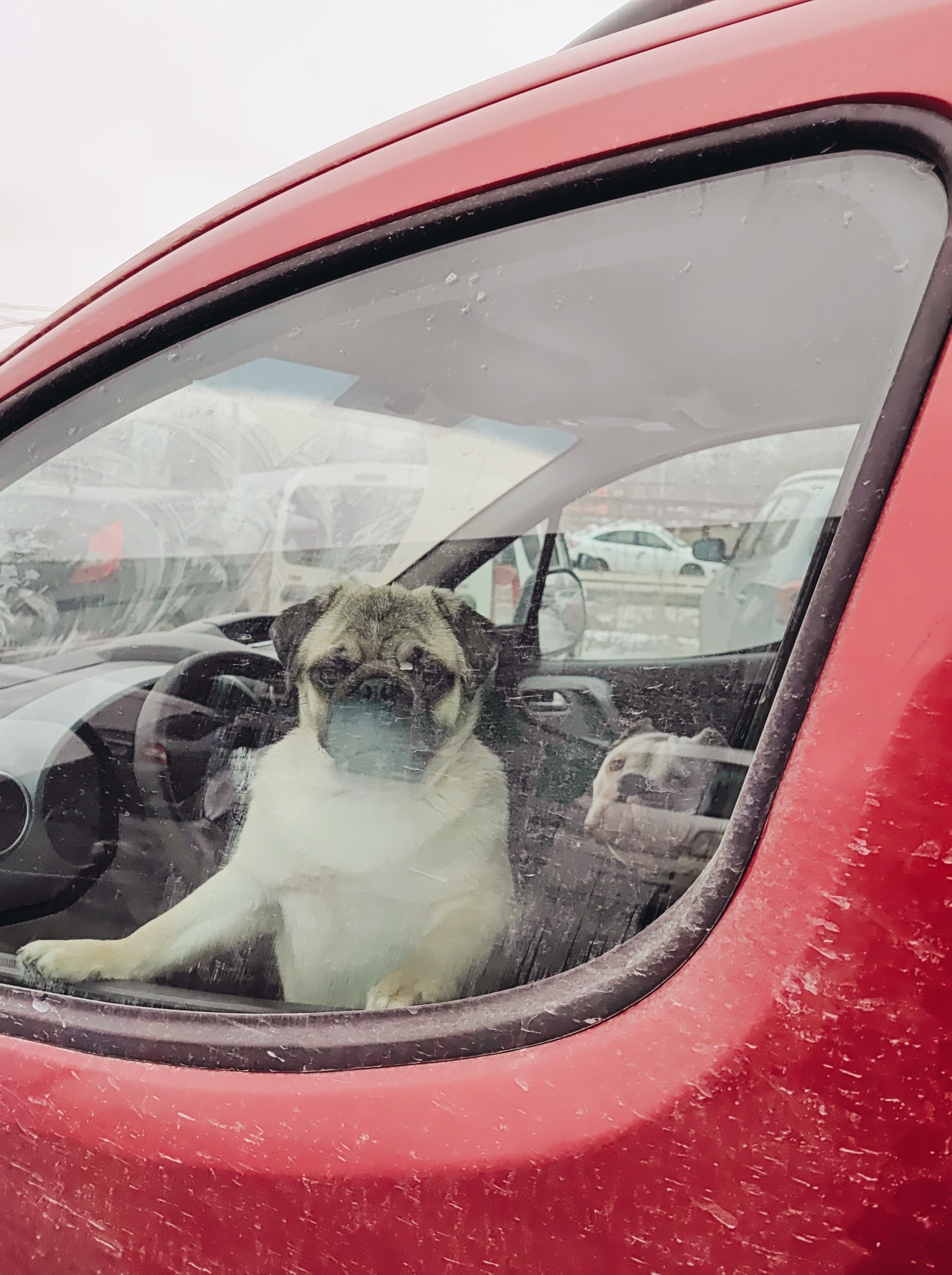 Намобилкус тульский. Репортажный фотограф Алексей Пирязев