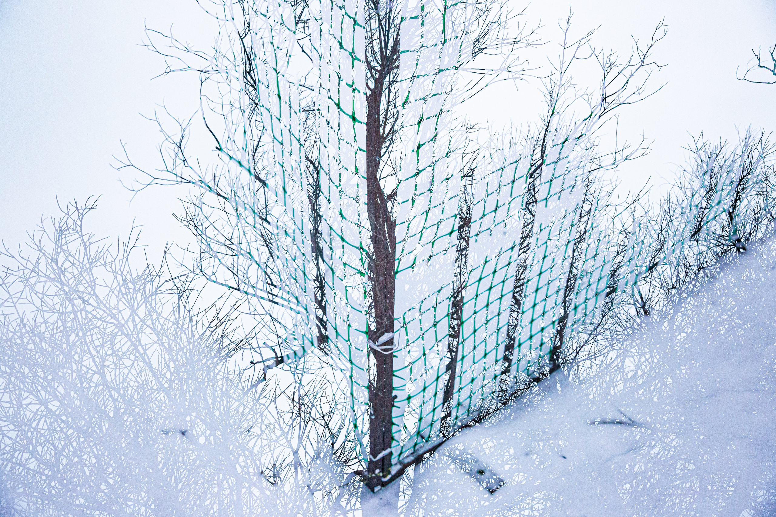 СТРОФА 2 — ЦВЕТОВЕДЕНИЕ. Photographer Anna Arzamastseva